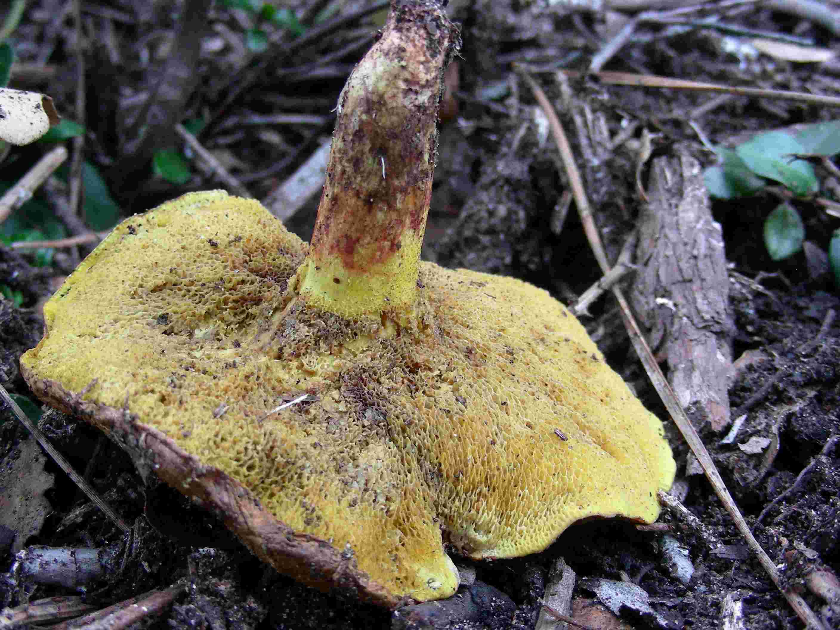 1845 Dicembre vecchio ritrovamento