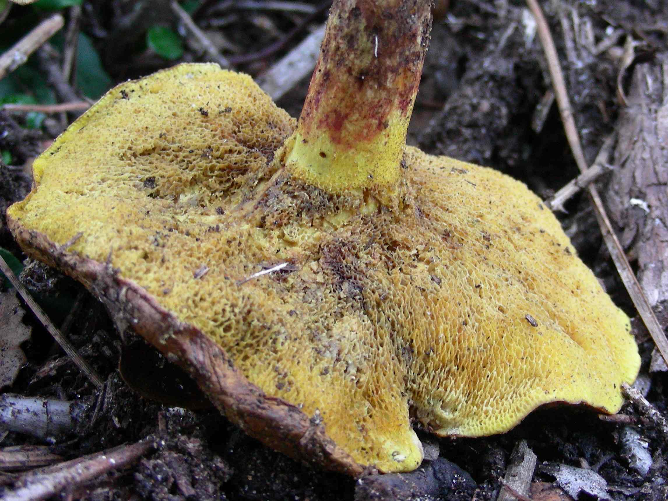 1845 Dicembre vecchio ritrovamento