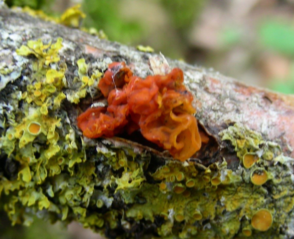 1610 Marzo vecchio ritrovamento