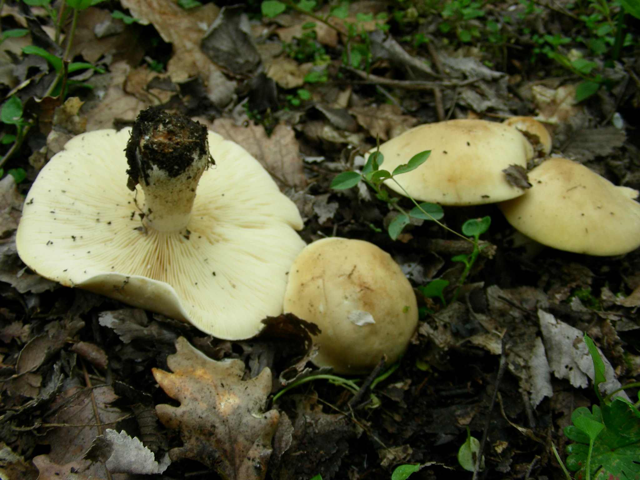 1611Marzo vecchio ritrovamento