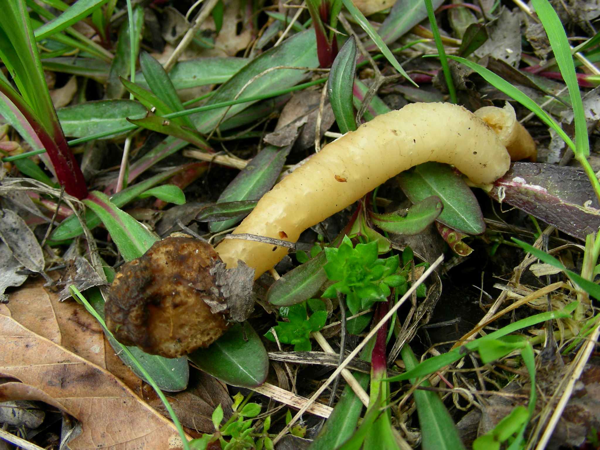 1612 Marzo vecchio ritrovamento