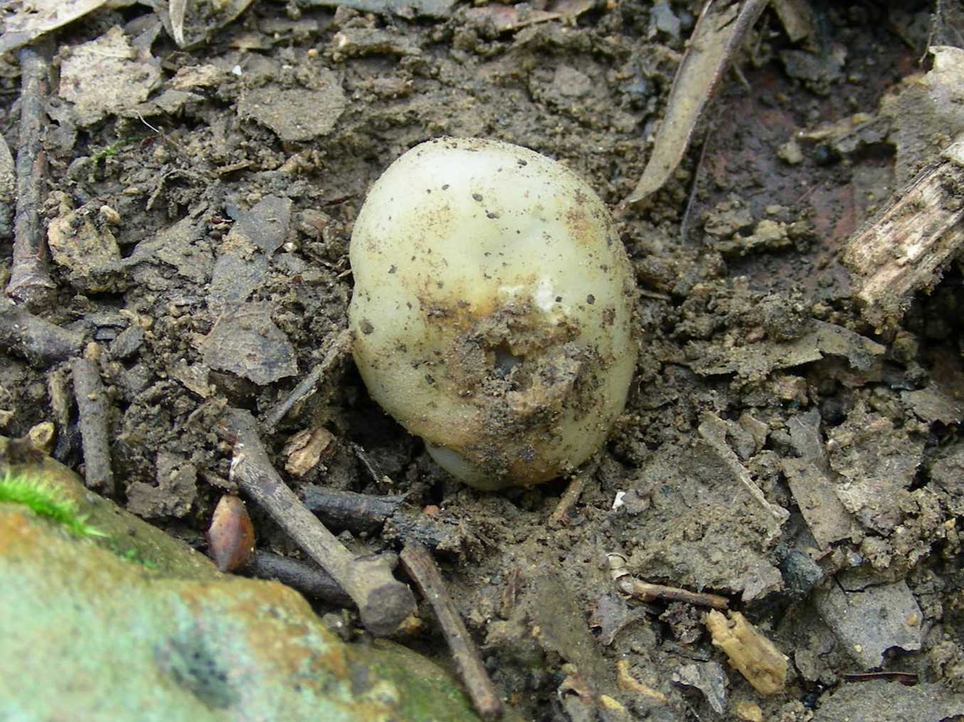 1623 Marzo vecchio ritrovamento