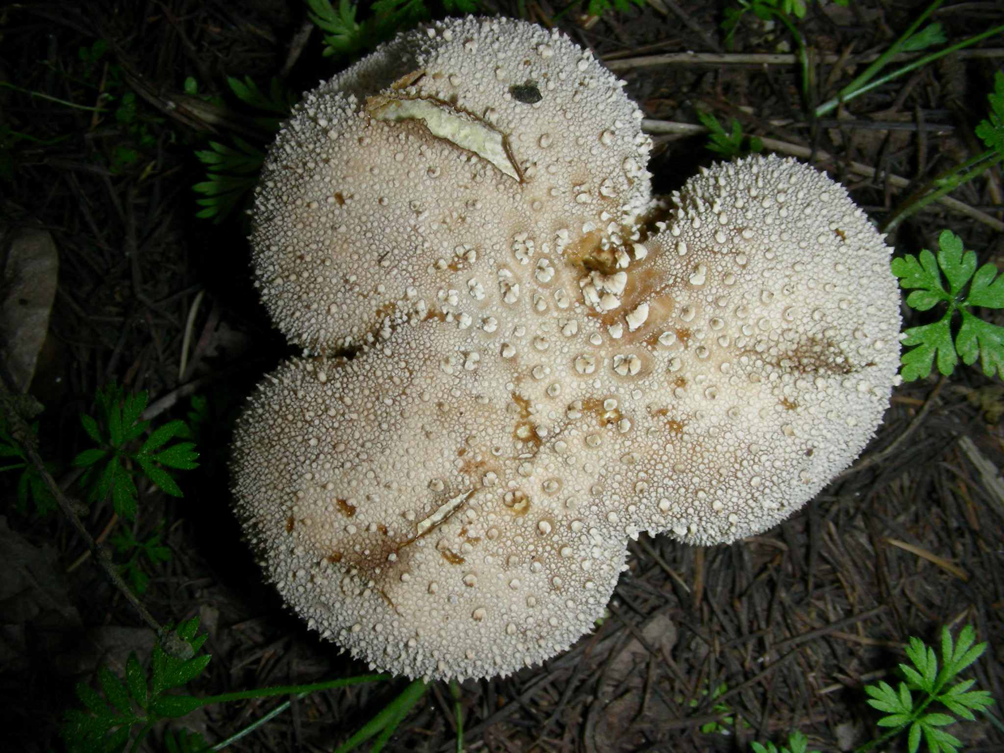 1625 Marzo vecchio ritrovamento