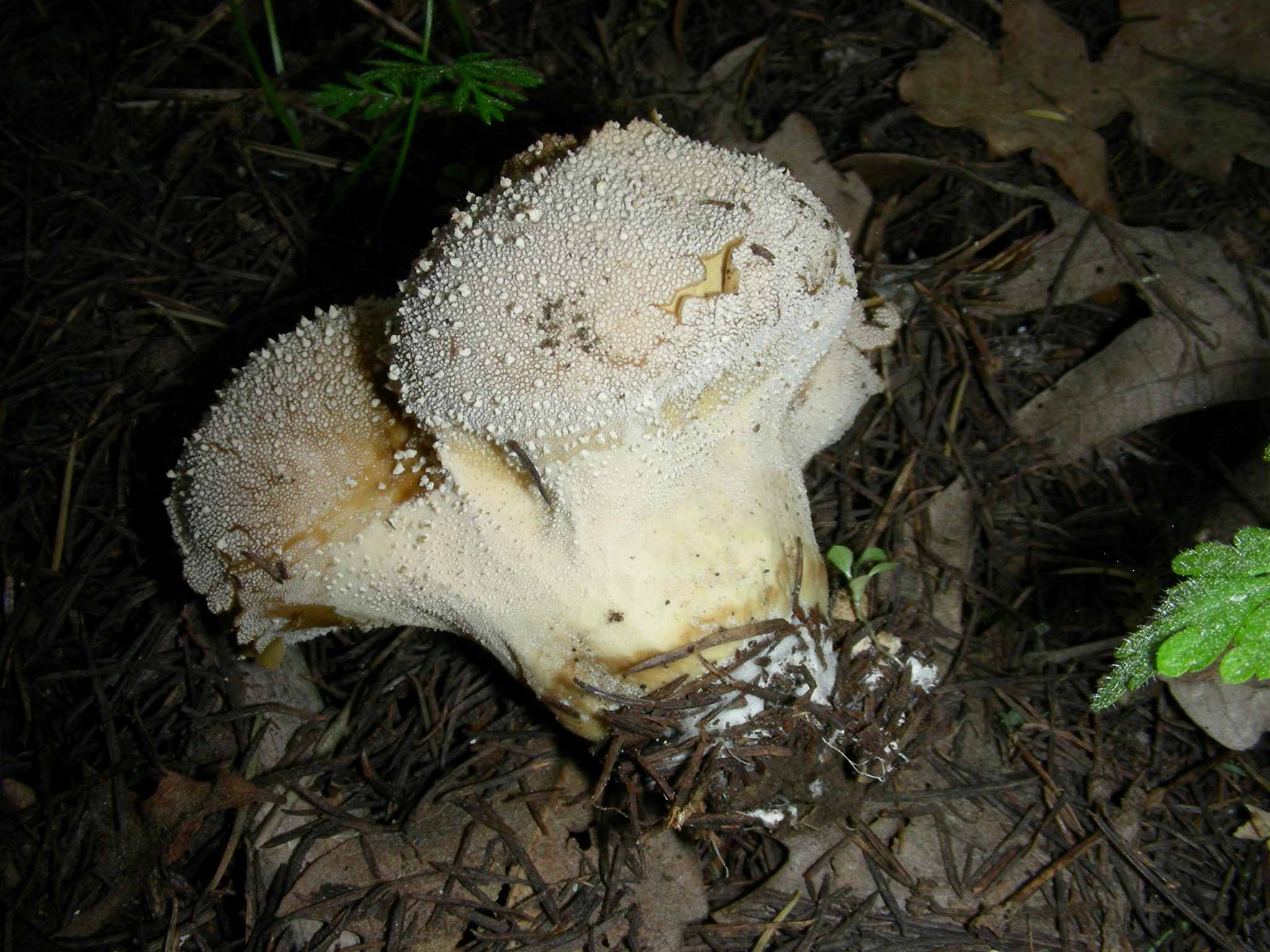 1625 Marzo vecchio ritrovamento