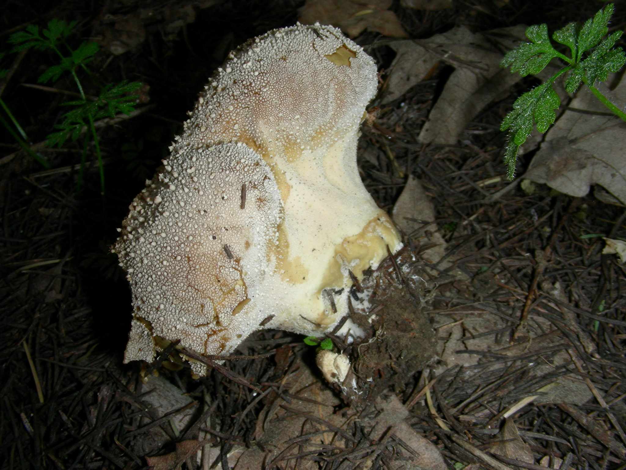 1625 Marzo vecchio ritrovamento