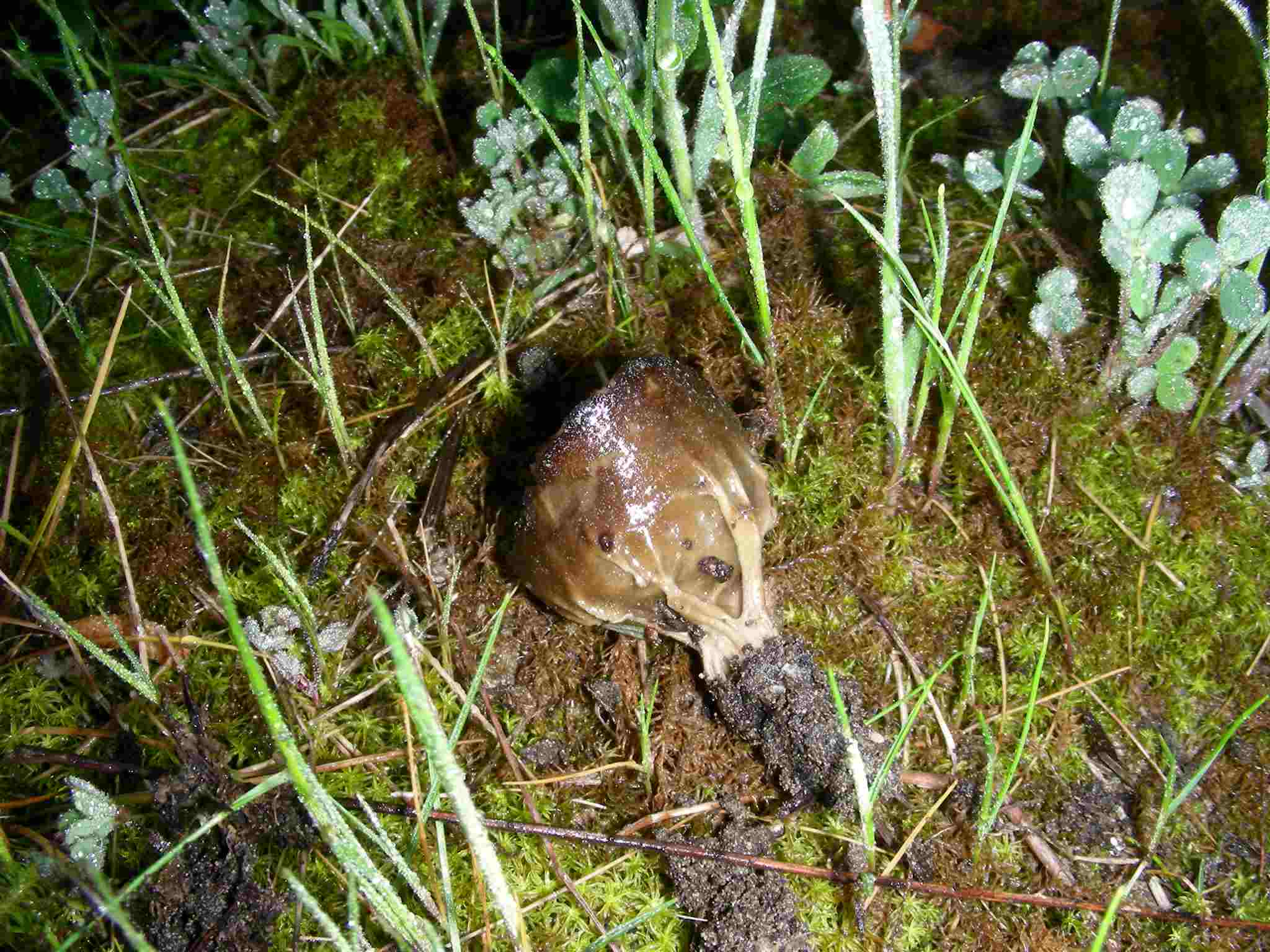 1635 Aprile vecchio ritrovamento