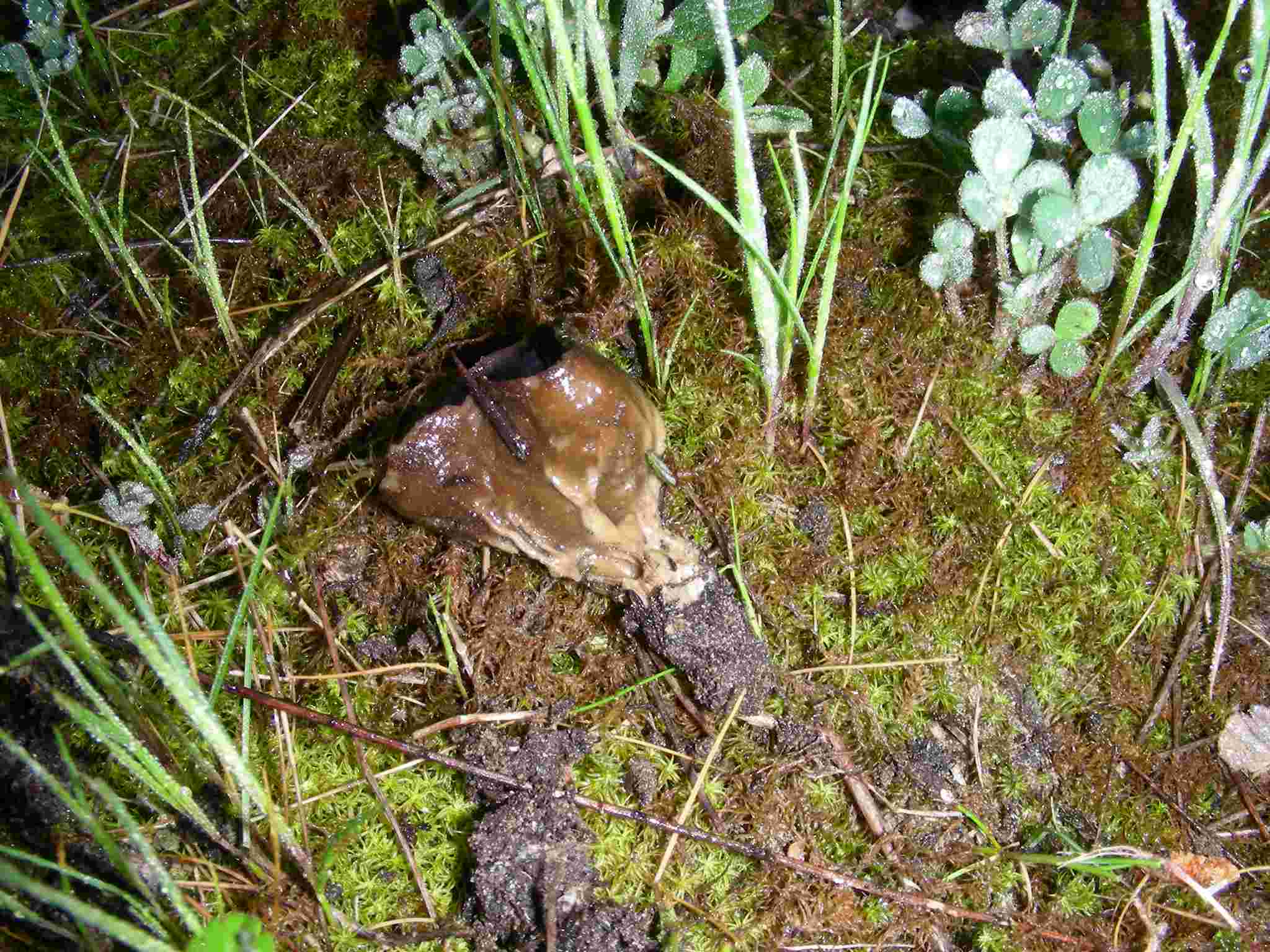 1635 Aprile vecchio ritrovamento