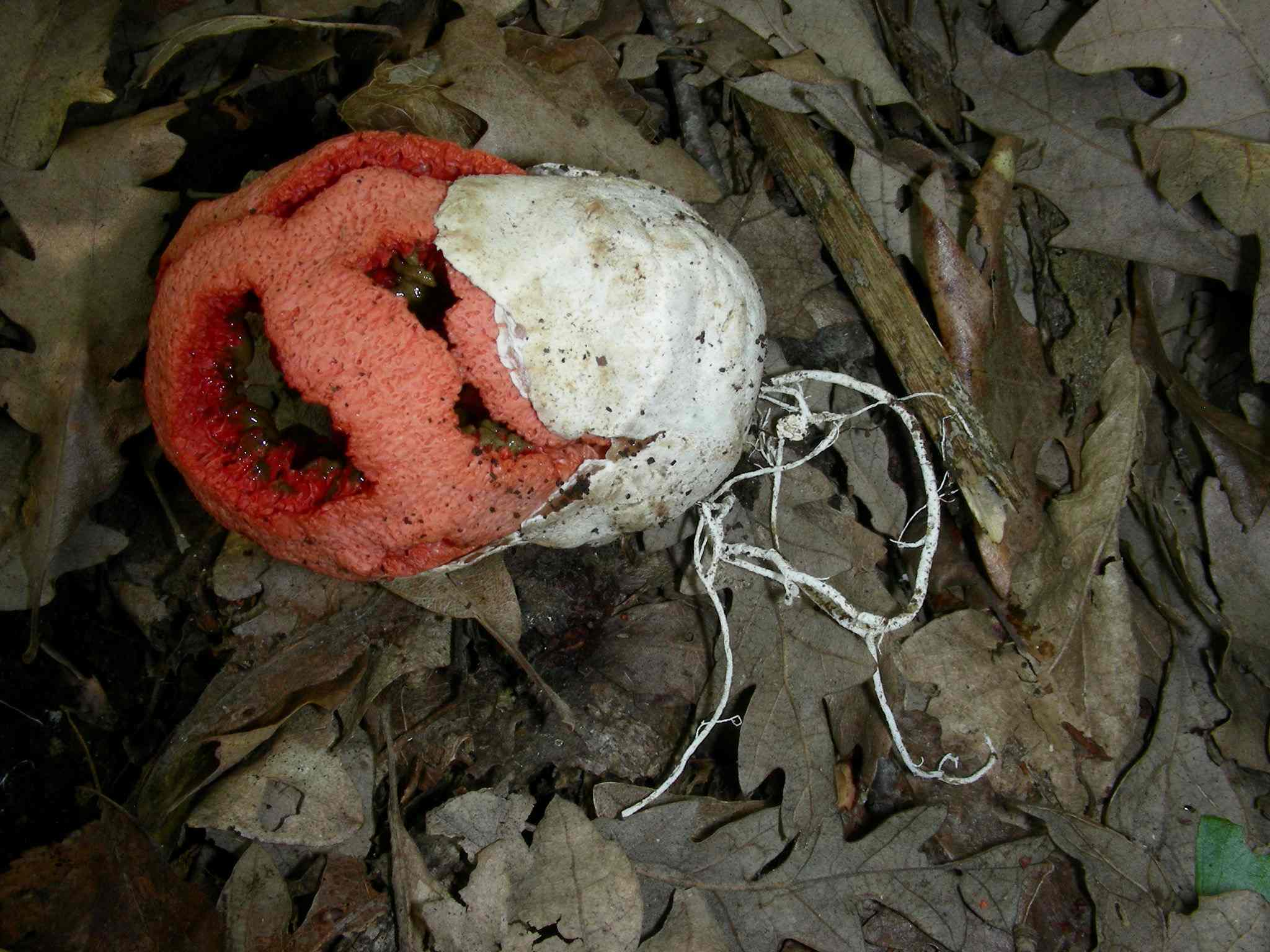 1637 Aprile vecchio ritrovamento