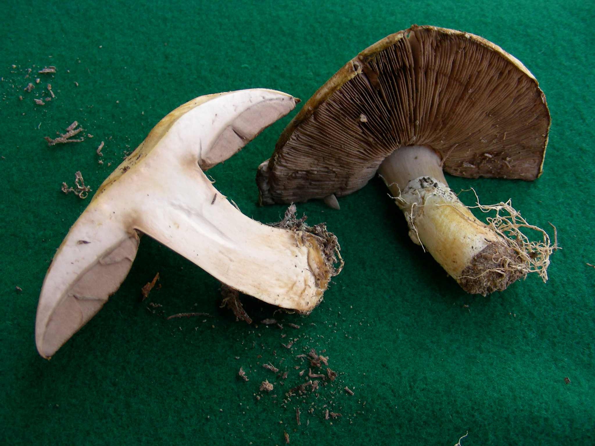 1626 Aprile vecchio ritrovamento