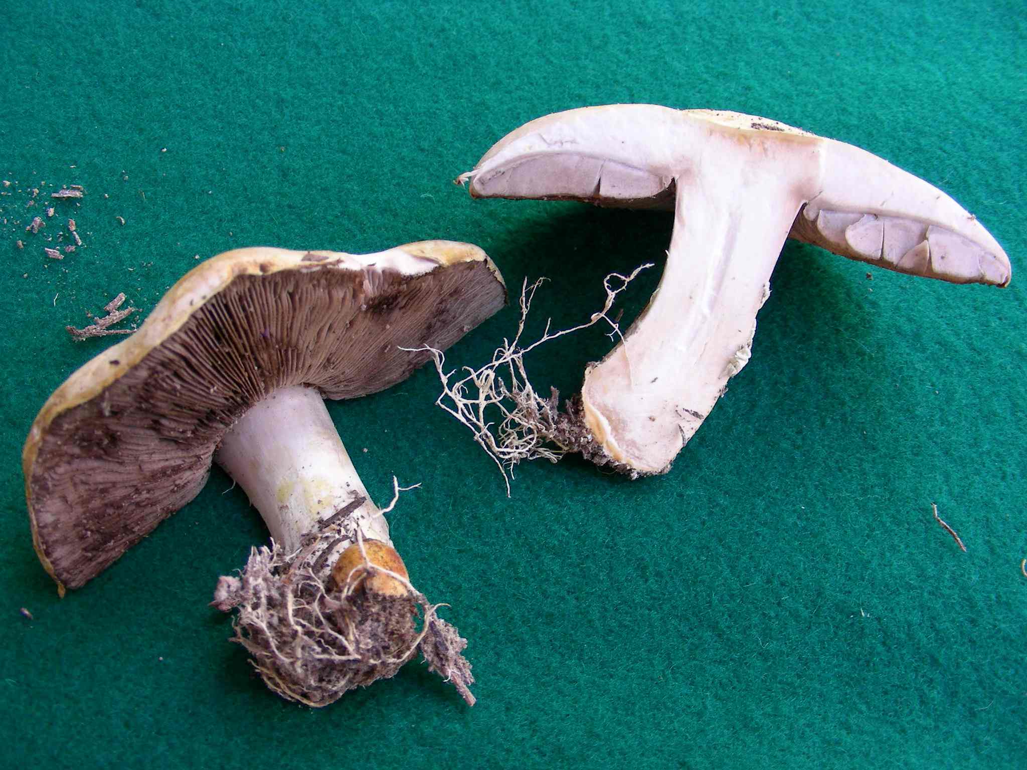 1626 Aprile vecchio ritrovamento