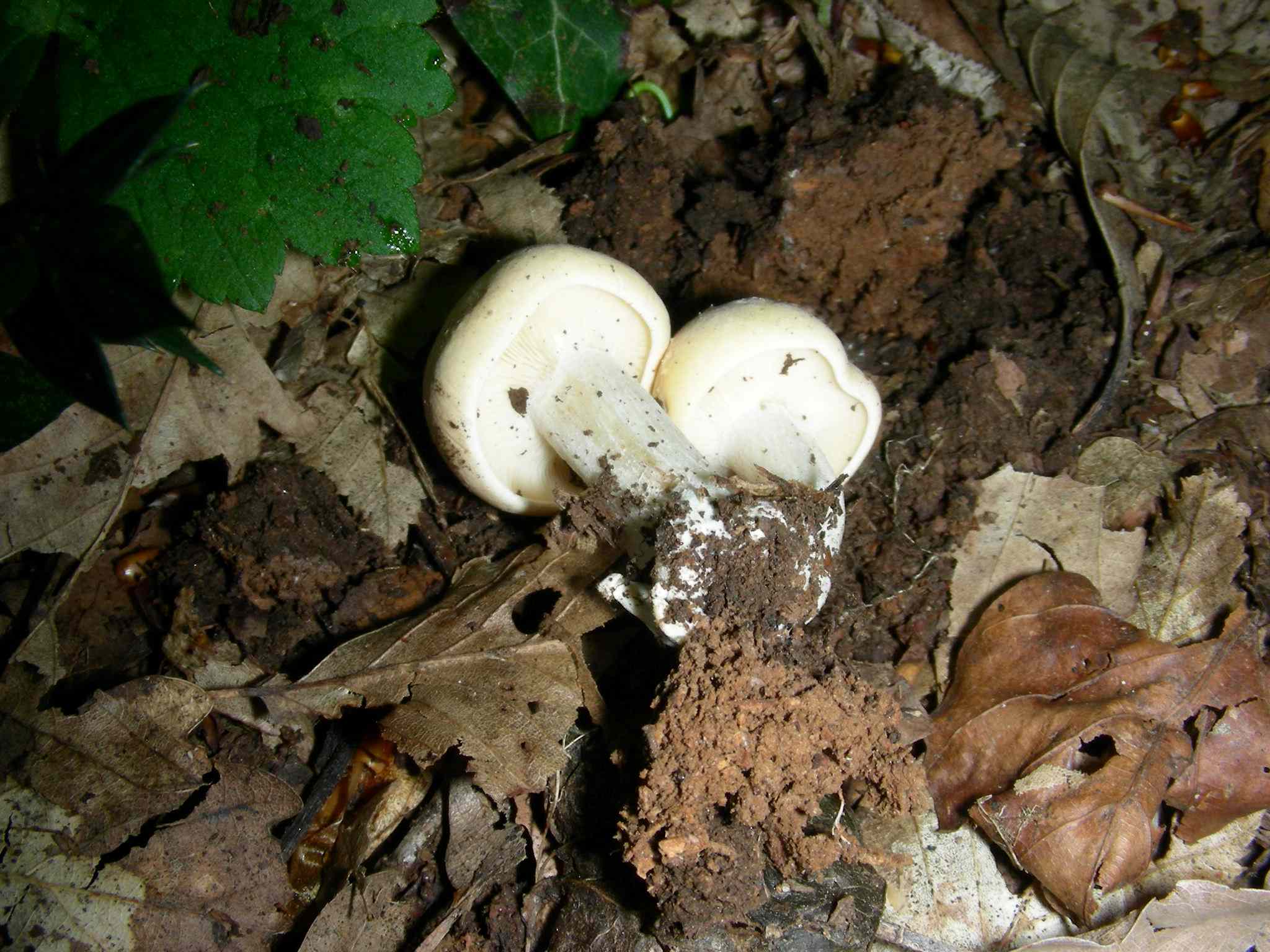 1645 Aprile vecchio ritrovamento