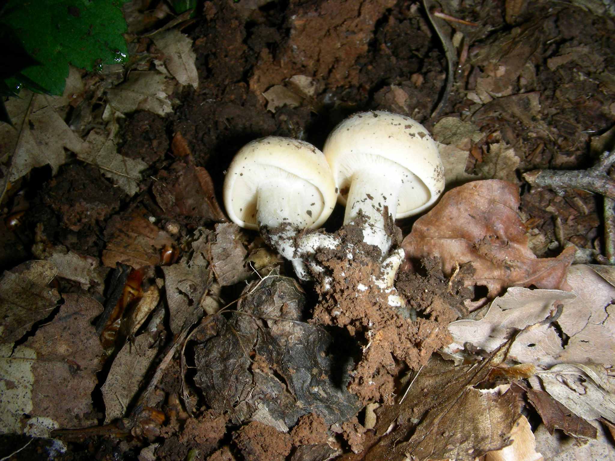 1645 Aprile vecchio ritrovamento