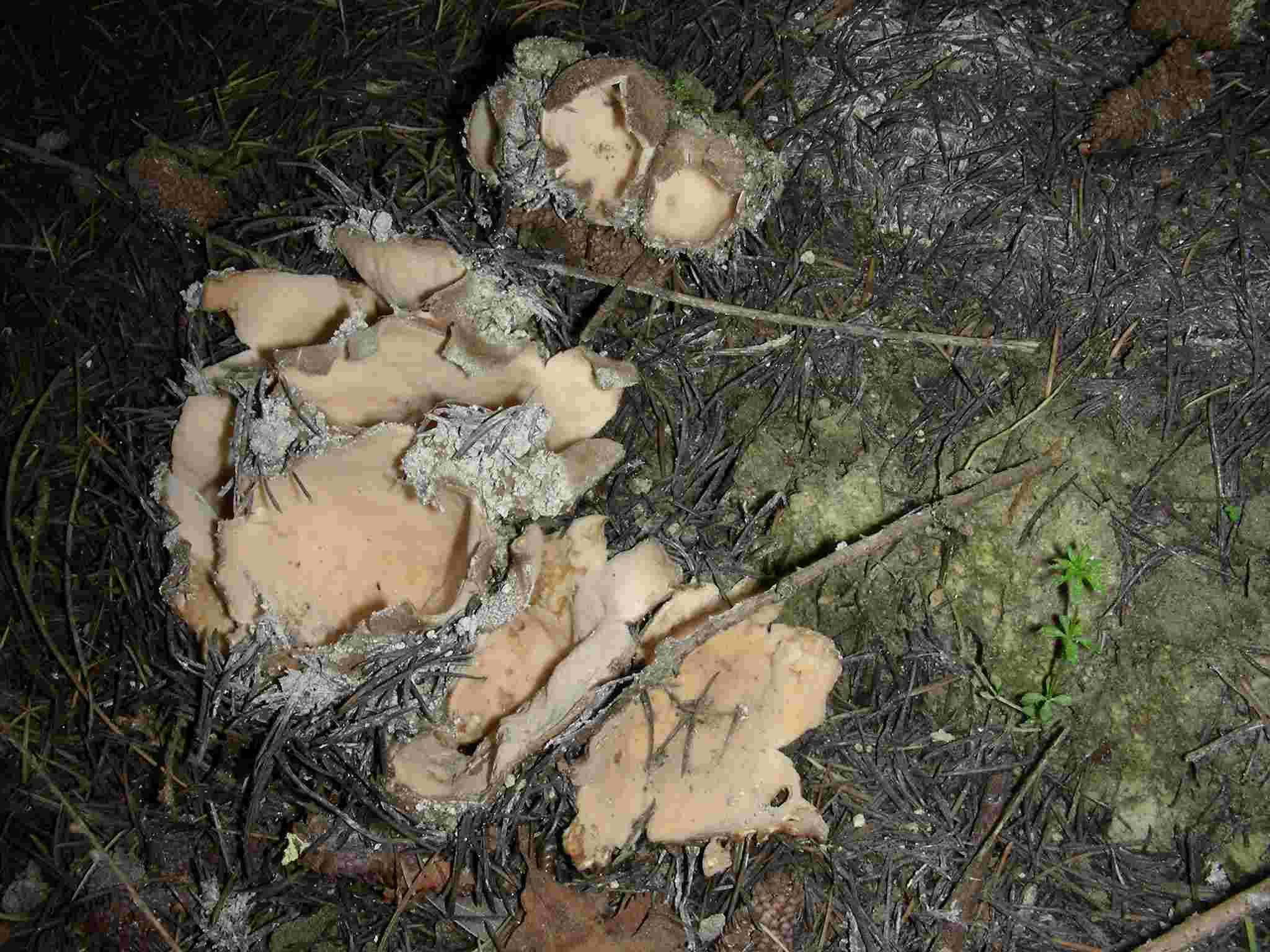 1627 Aprile vecchio ritrovamento