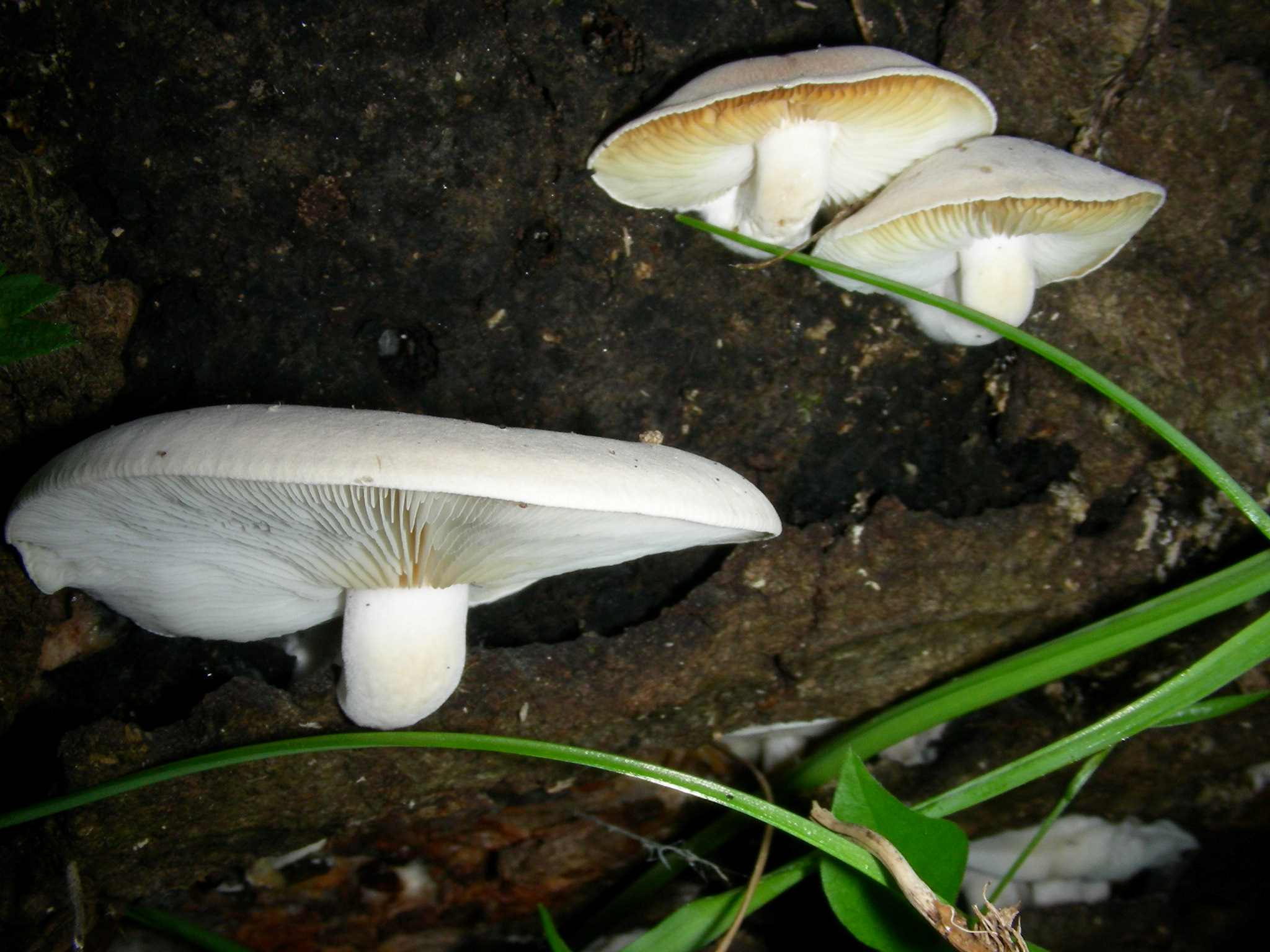 1628 Aprile vecchio ritrovamento