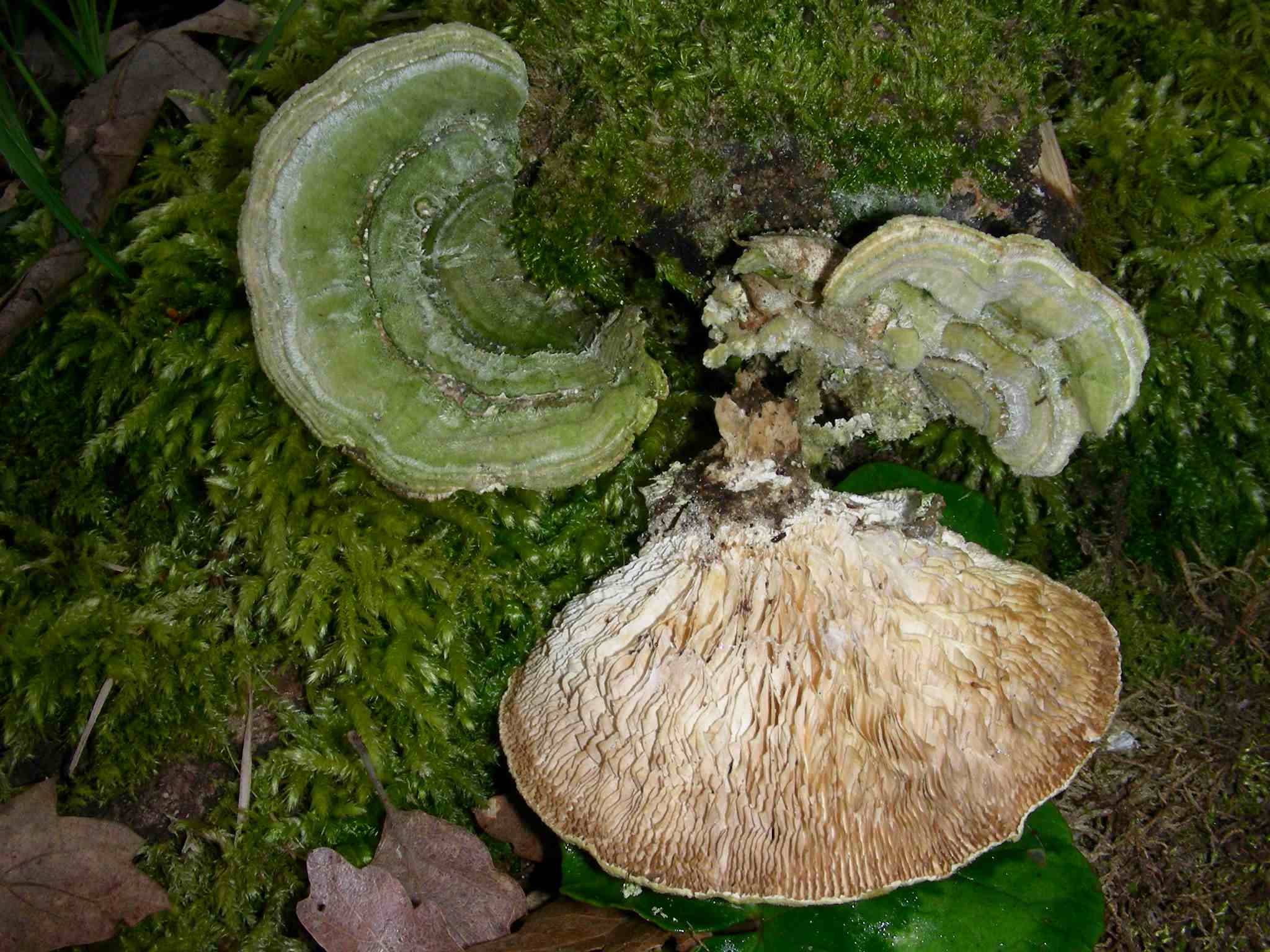 1629 Aprile vecchio ritrovamento