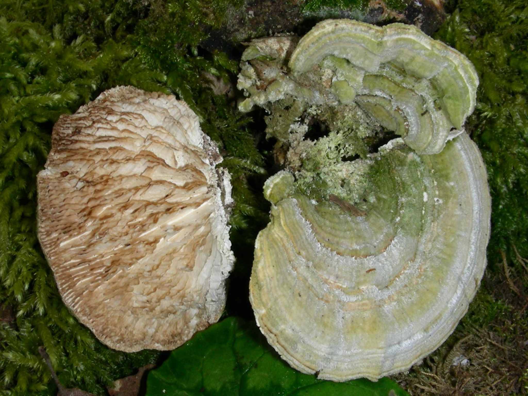 1629 Aprile vecchio ritrovamento