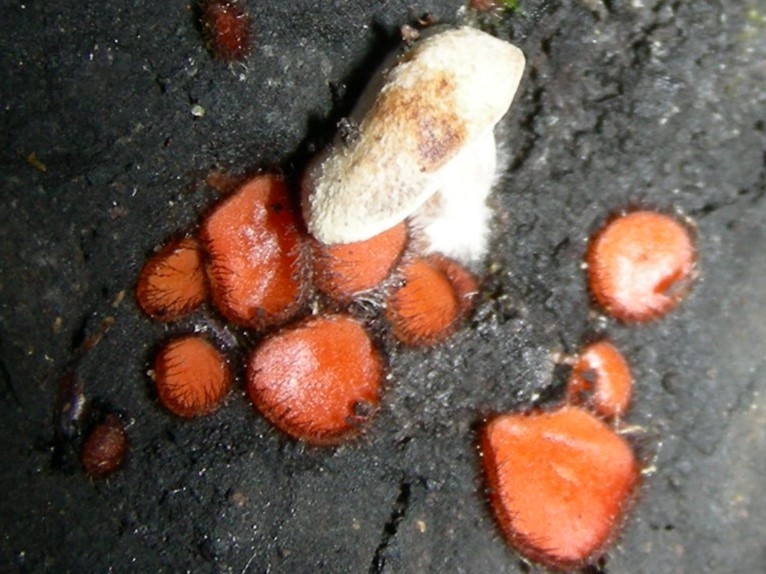 1630 Aprile vecchio ritrovamento