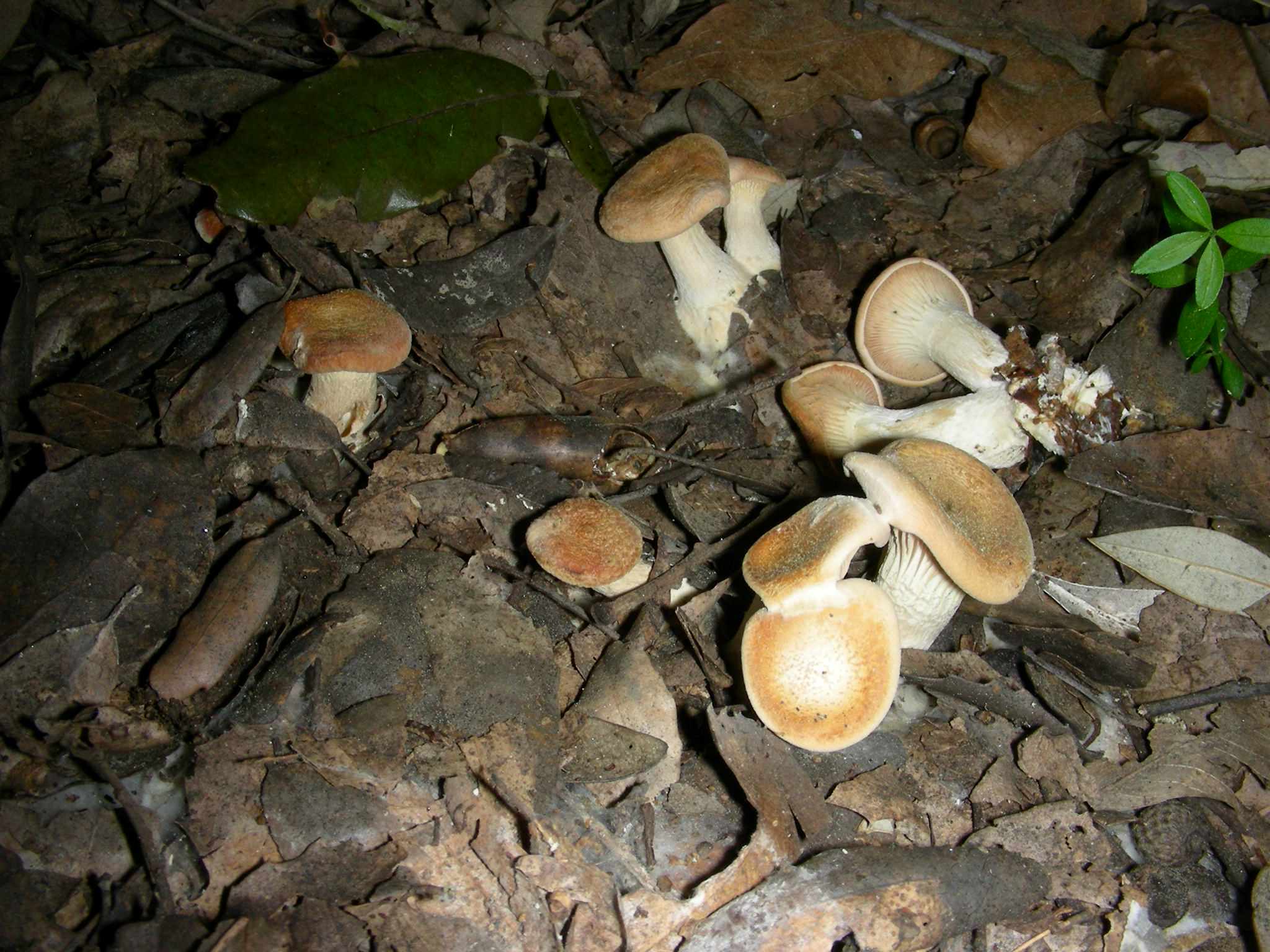 1631 Aprile vecchio ritrovamento