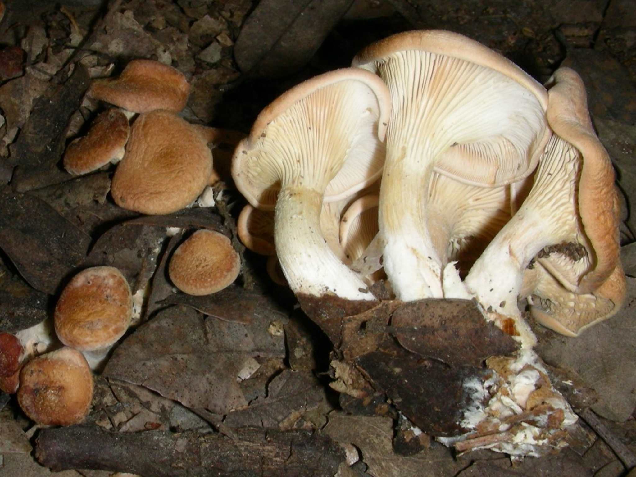 1631 Aprile vecchio ritrovamento