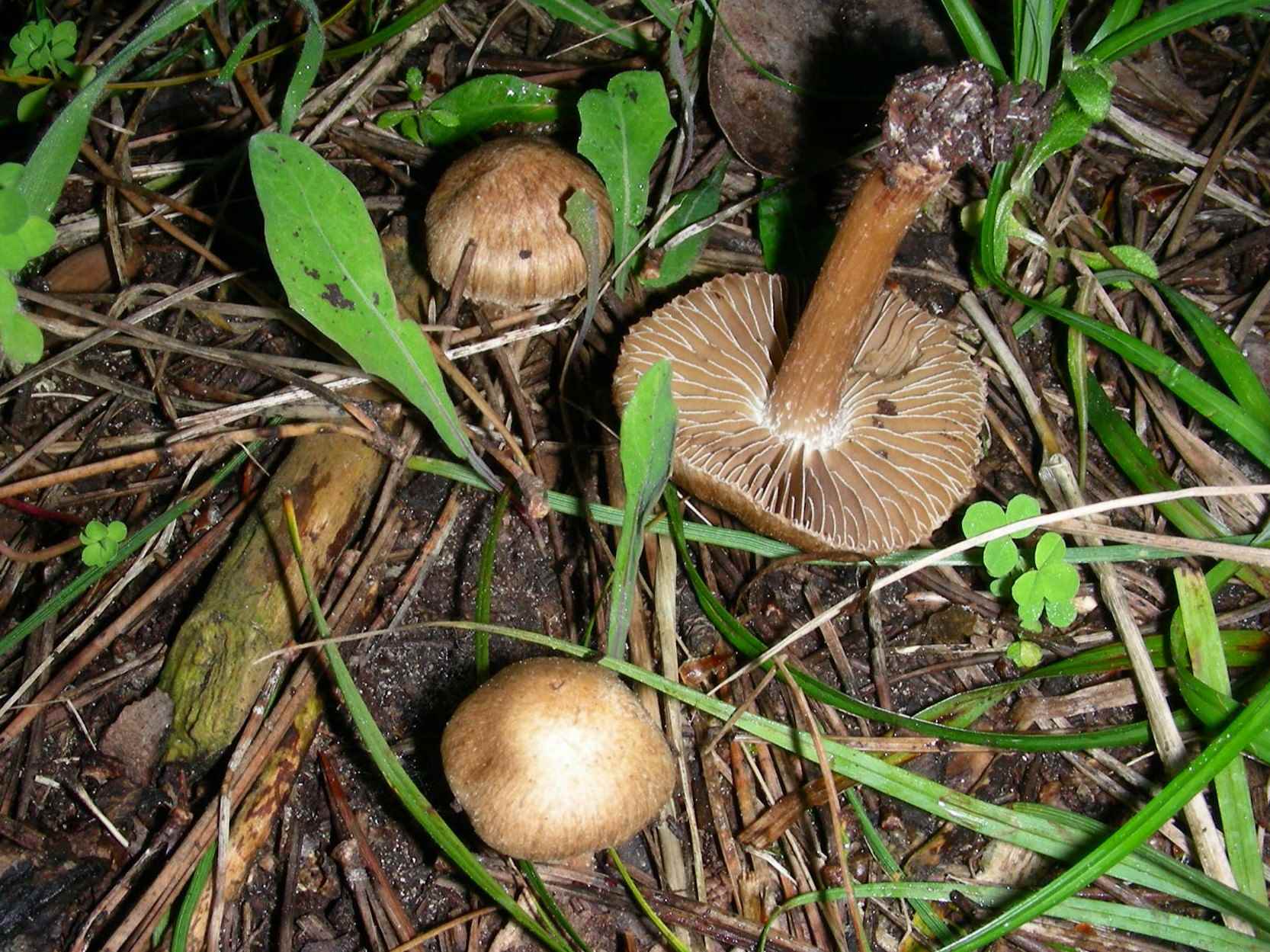 1632 Aprile vecchio ritrovamento