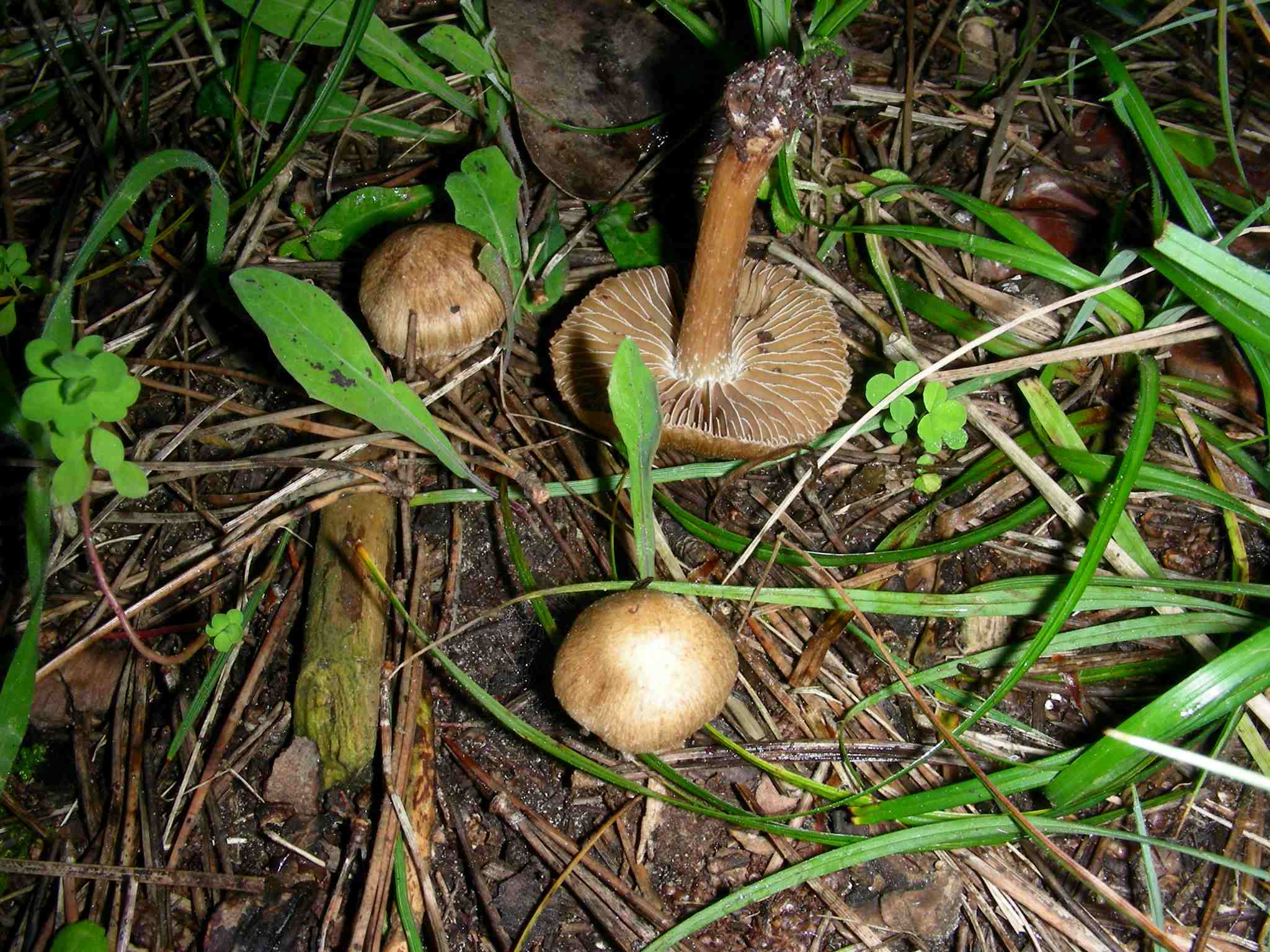 1632 Aprile vecchio ritrovamento