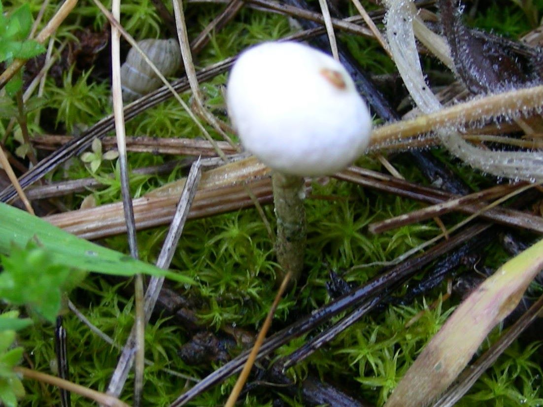 1633 Aprile vecchio ritrovamento