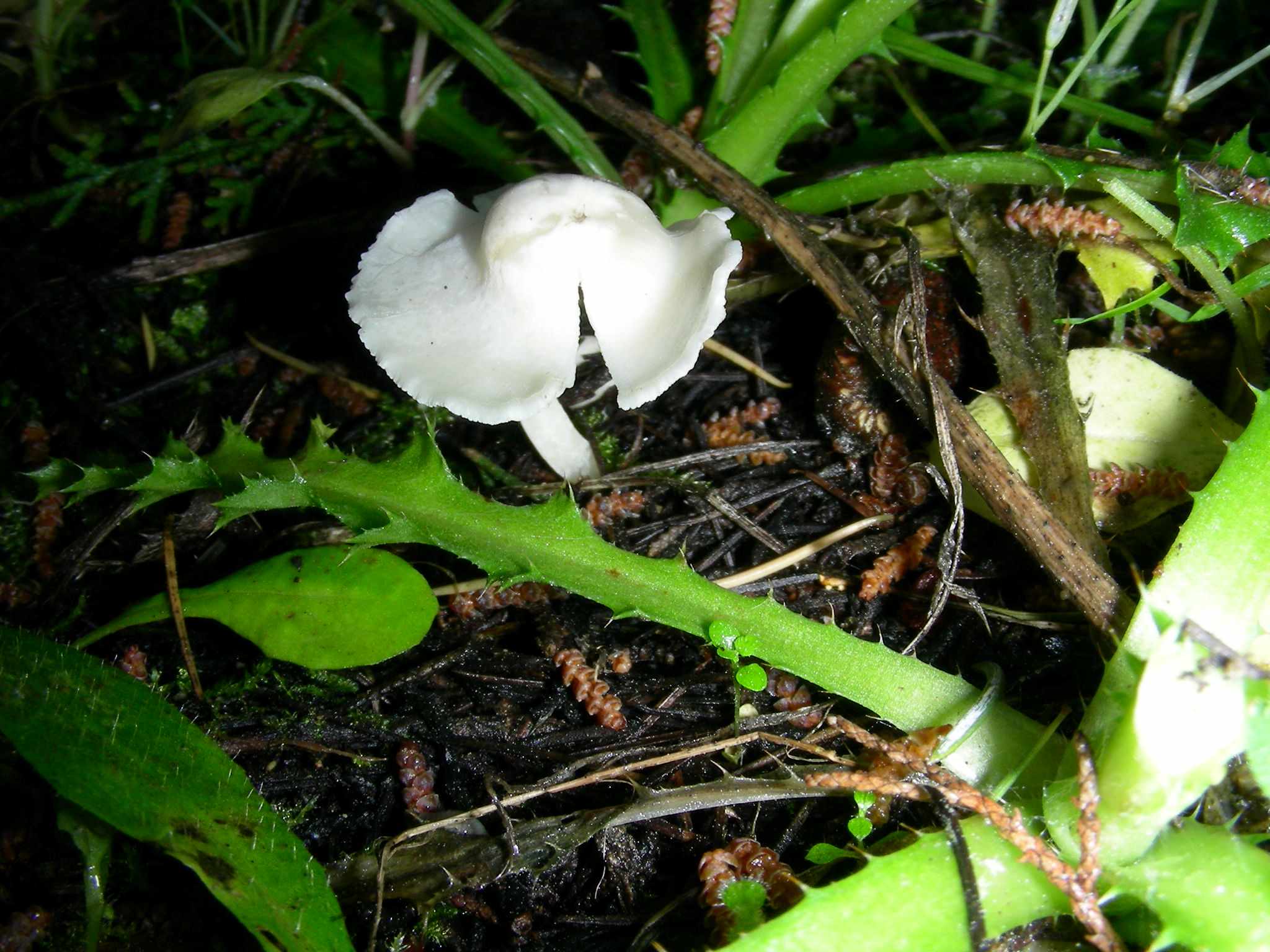 1634 Aprile vecchio ritrovamento