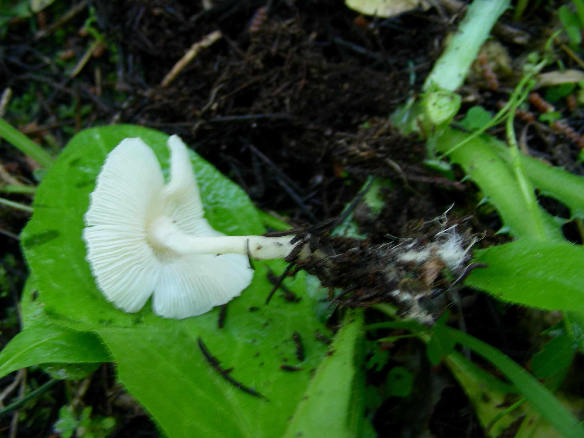 1634 Aprile vecchio ritrovamento