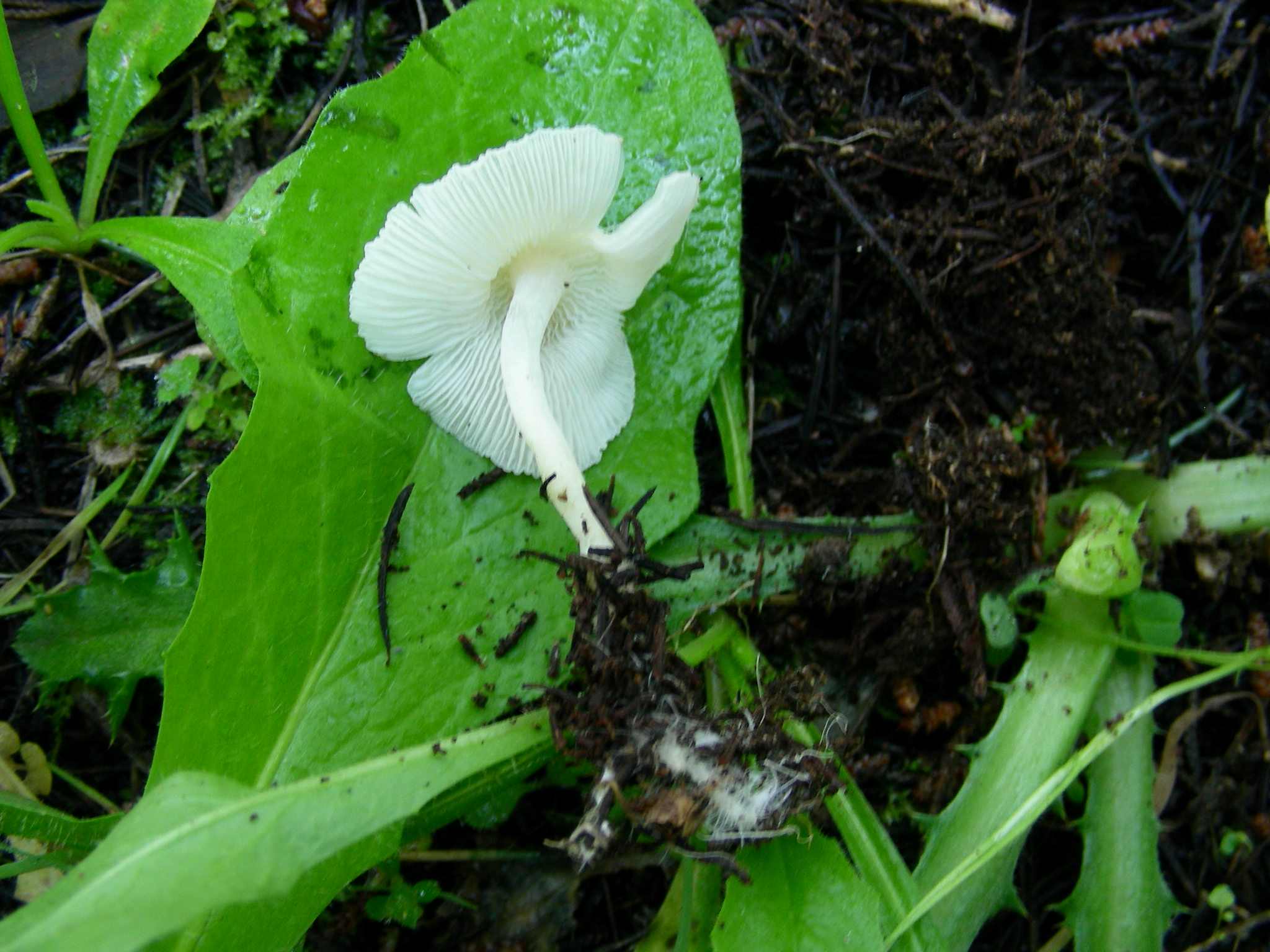 1634 Aprile vecchio ritrovamento