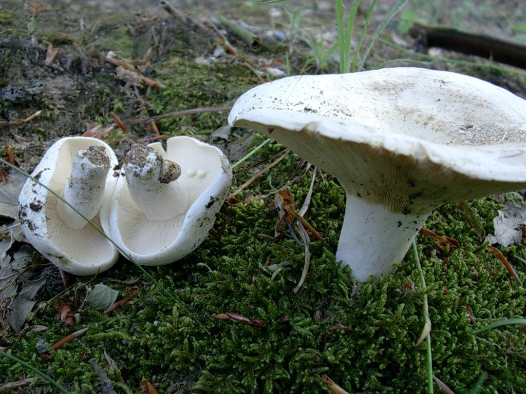 1700 Giugno vecchio ritrovamento
