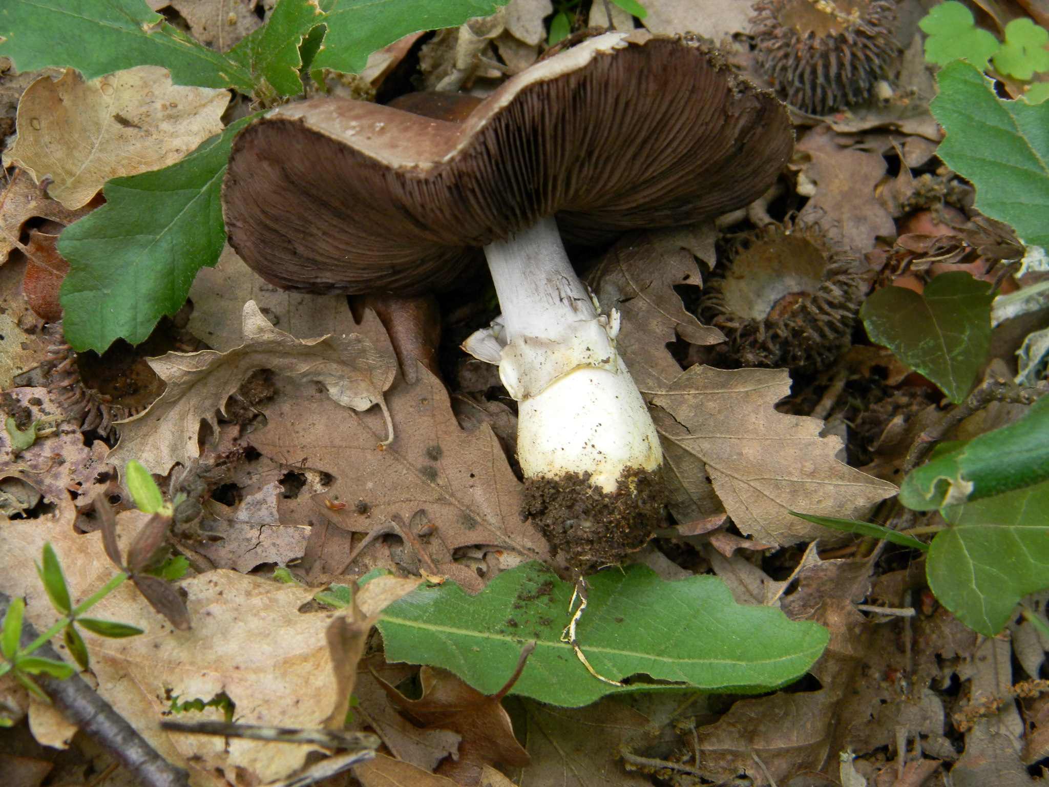1707 Giugno vecchio ritrovamento