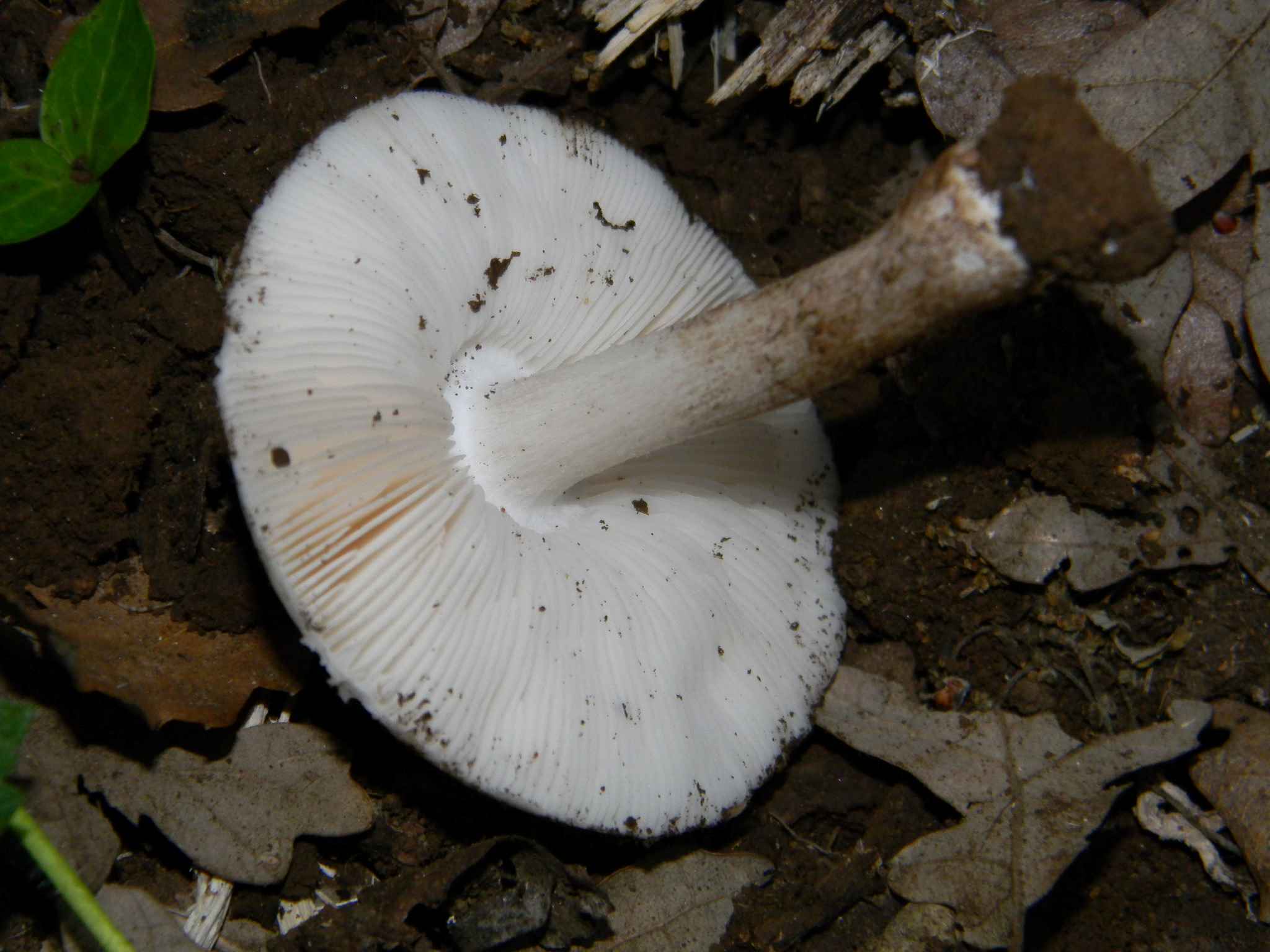 1710 Giugno vecchio ritrovamento
