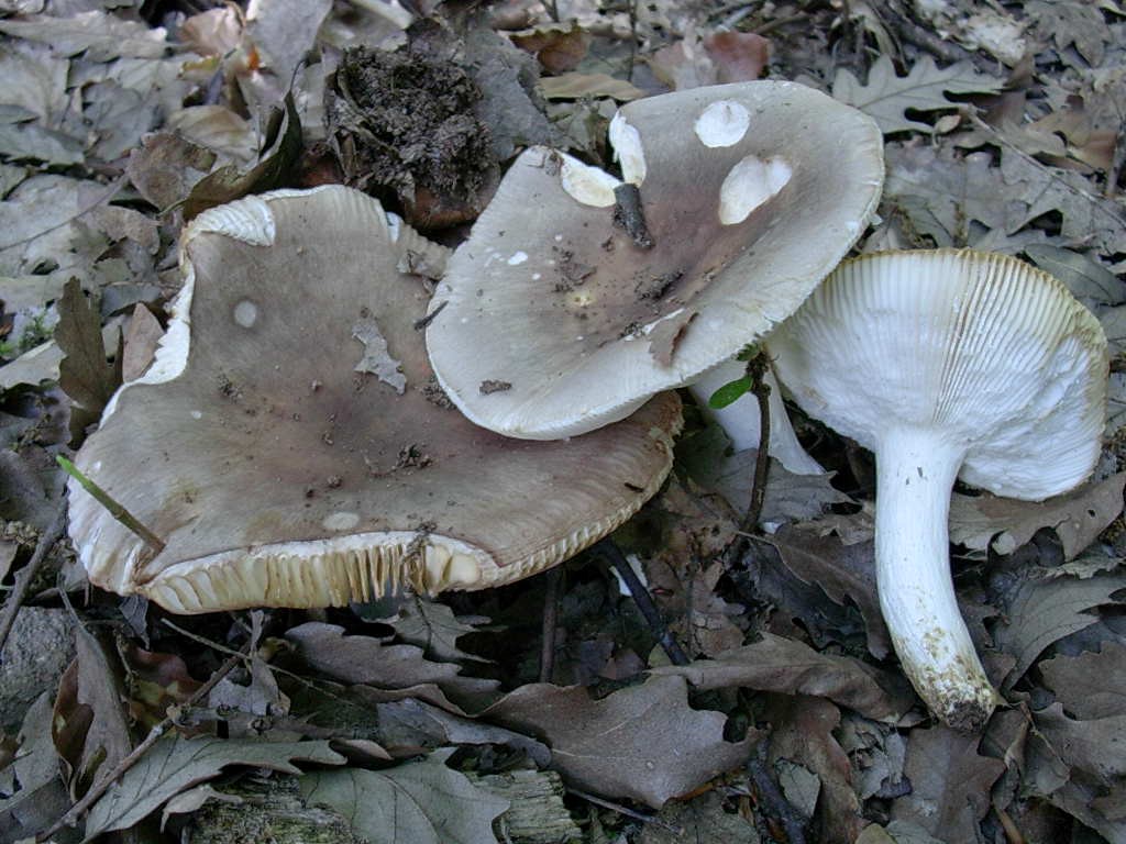 1692 Giugno vecchio ritrovamento