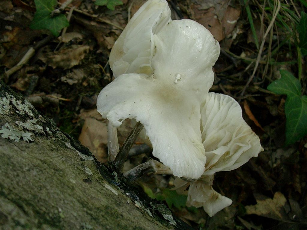 2130 Ottobre vecchio ritrovamento