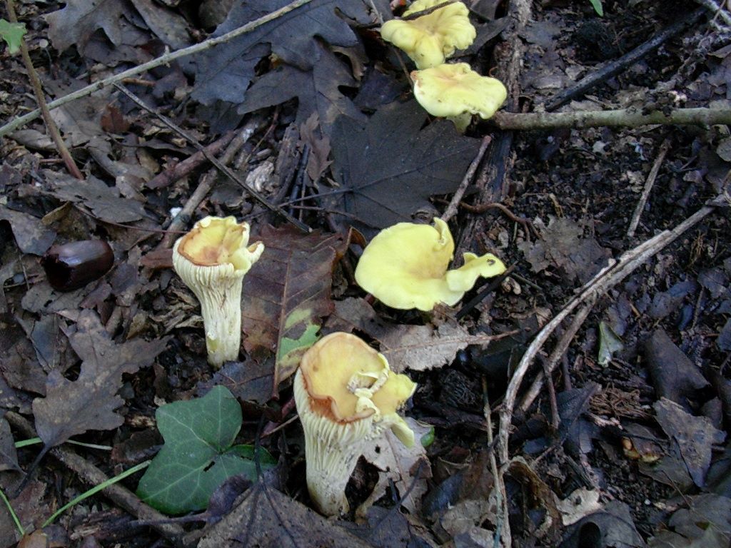 2113Ottobre vecchio ritrovamento