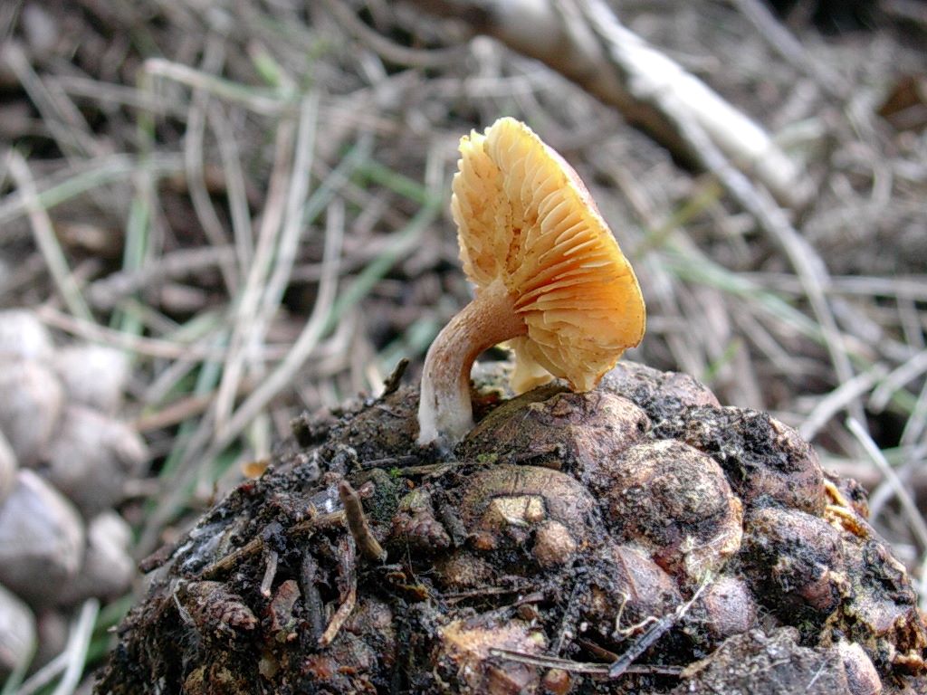 1877 Gennaio vecchio ritrovamento