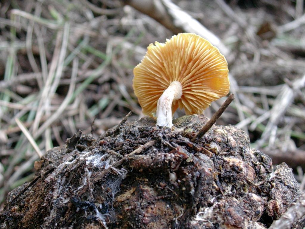 1877 Gennaio vecchio ritrovamento