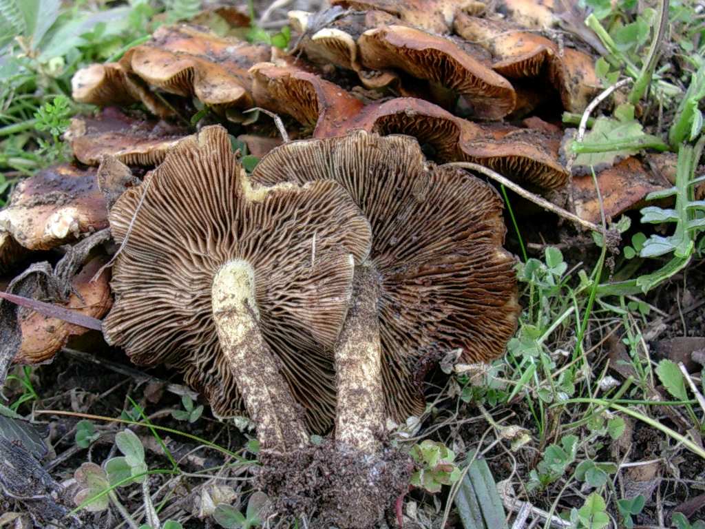 1878 Gennaio vecchio ritrovamento