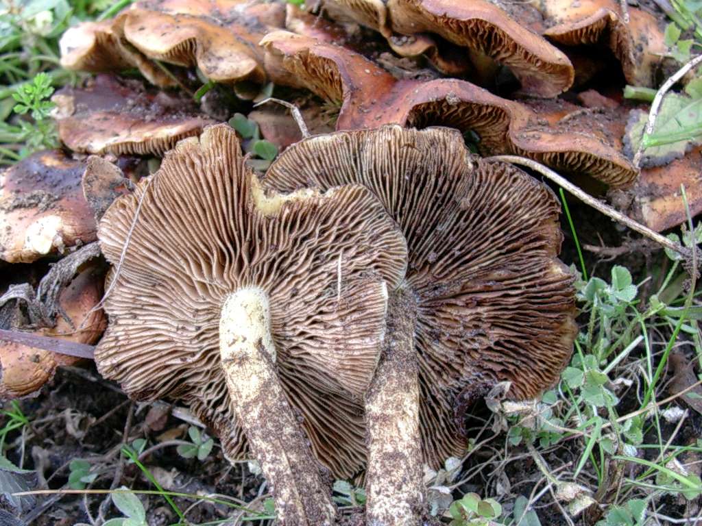 1878 Gennaio vecchio ritrovamento