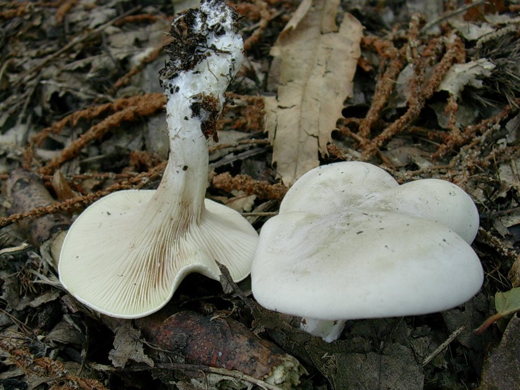 1881 Gennaio vecchio ritrovamento