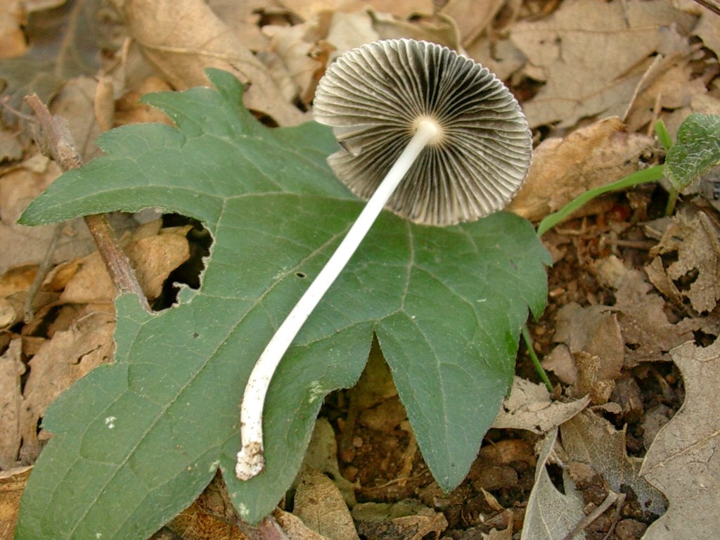 1882 Gennaio vecchio ritrovamento