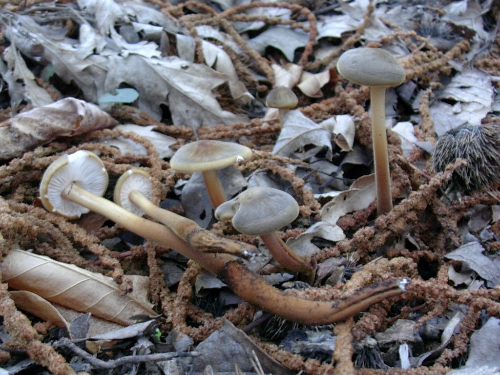 1883 Febbraio vecchio ritrovamento