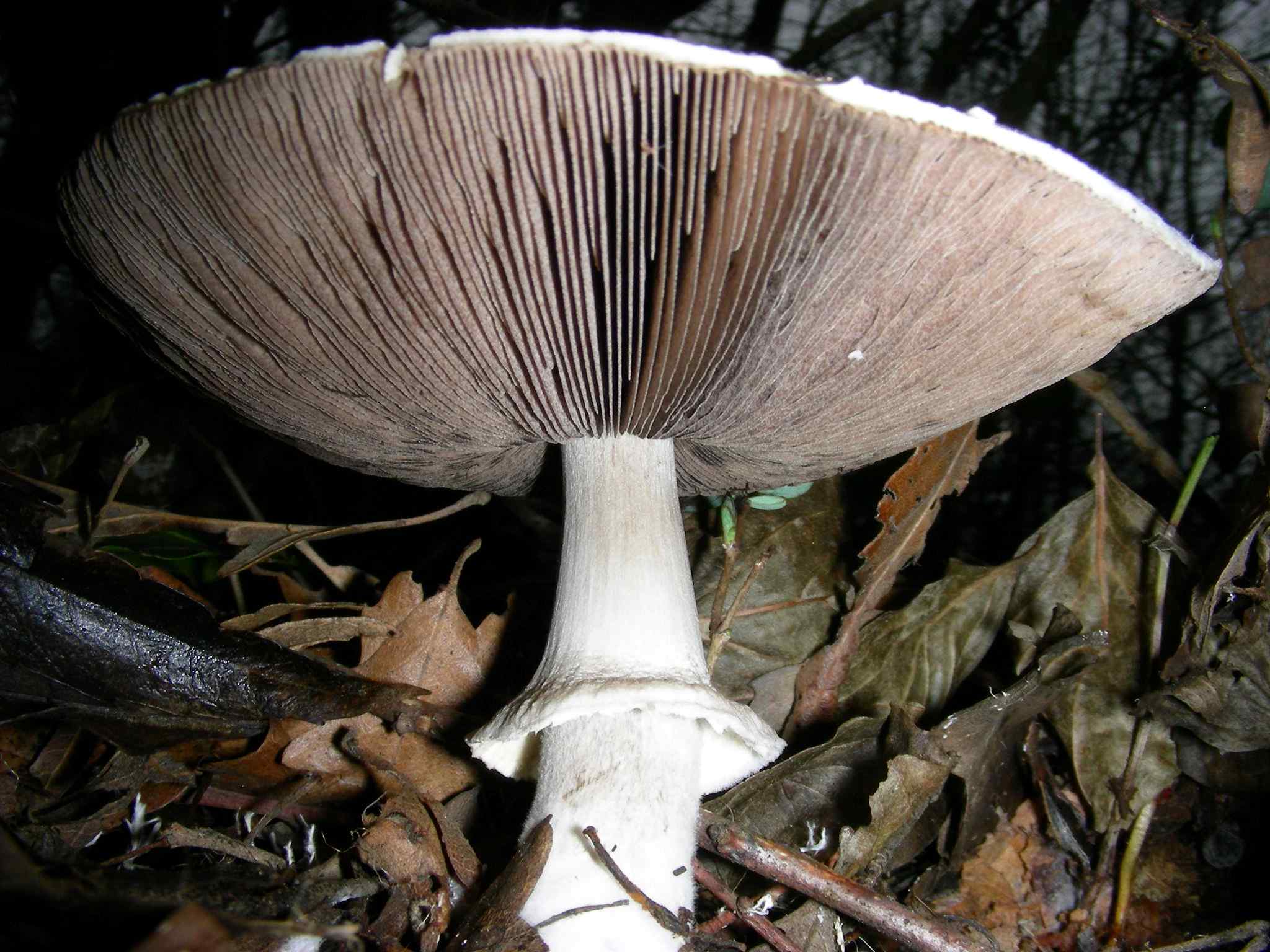 1886 Gennaio vecchio ritrovamento