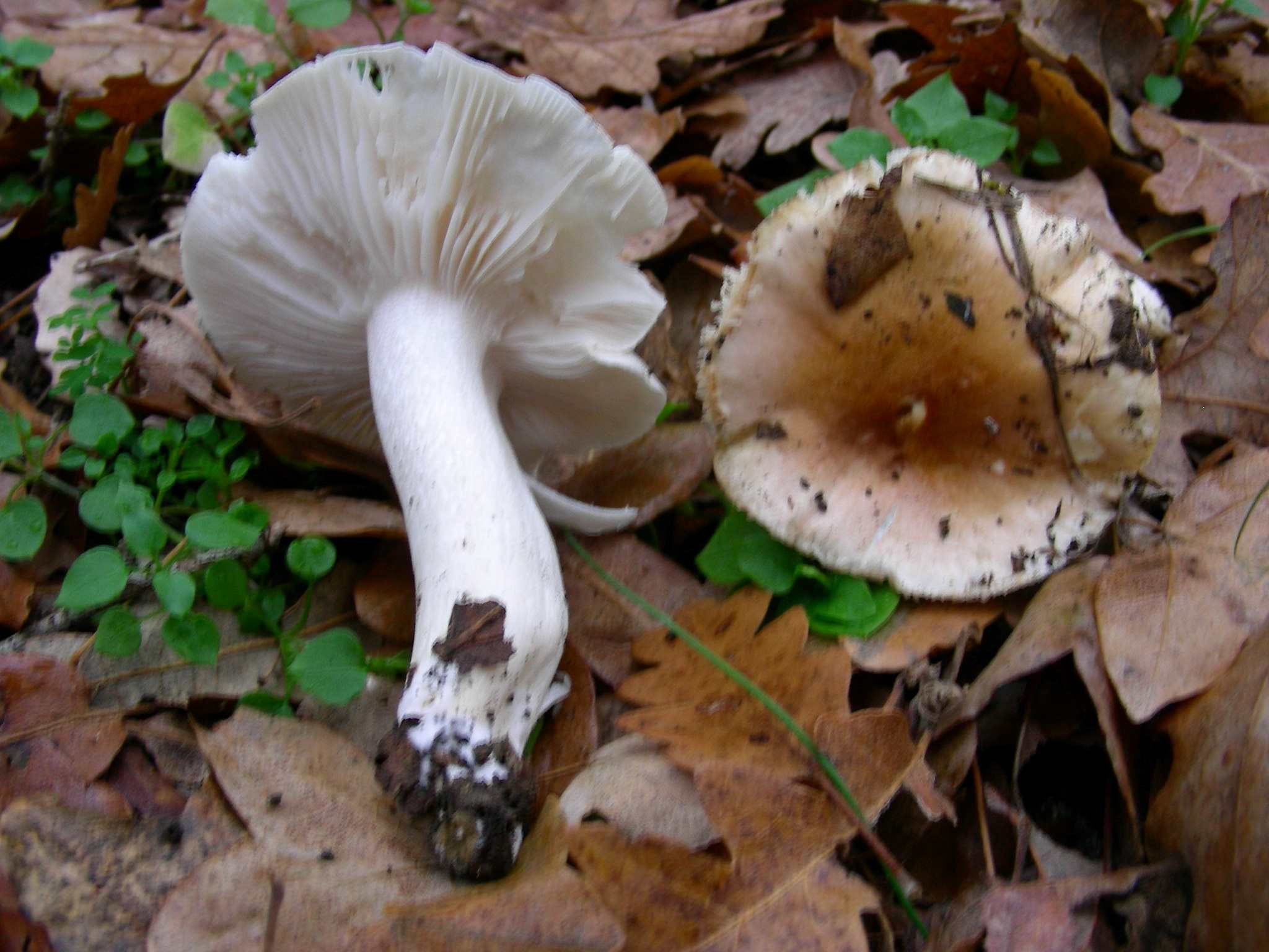 1887 Gennaio vecchio ritrovamento