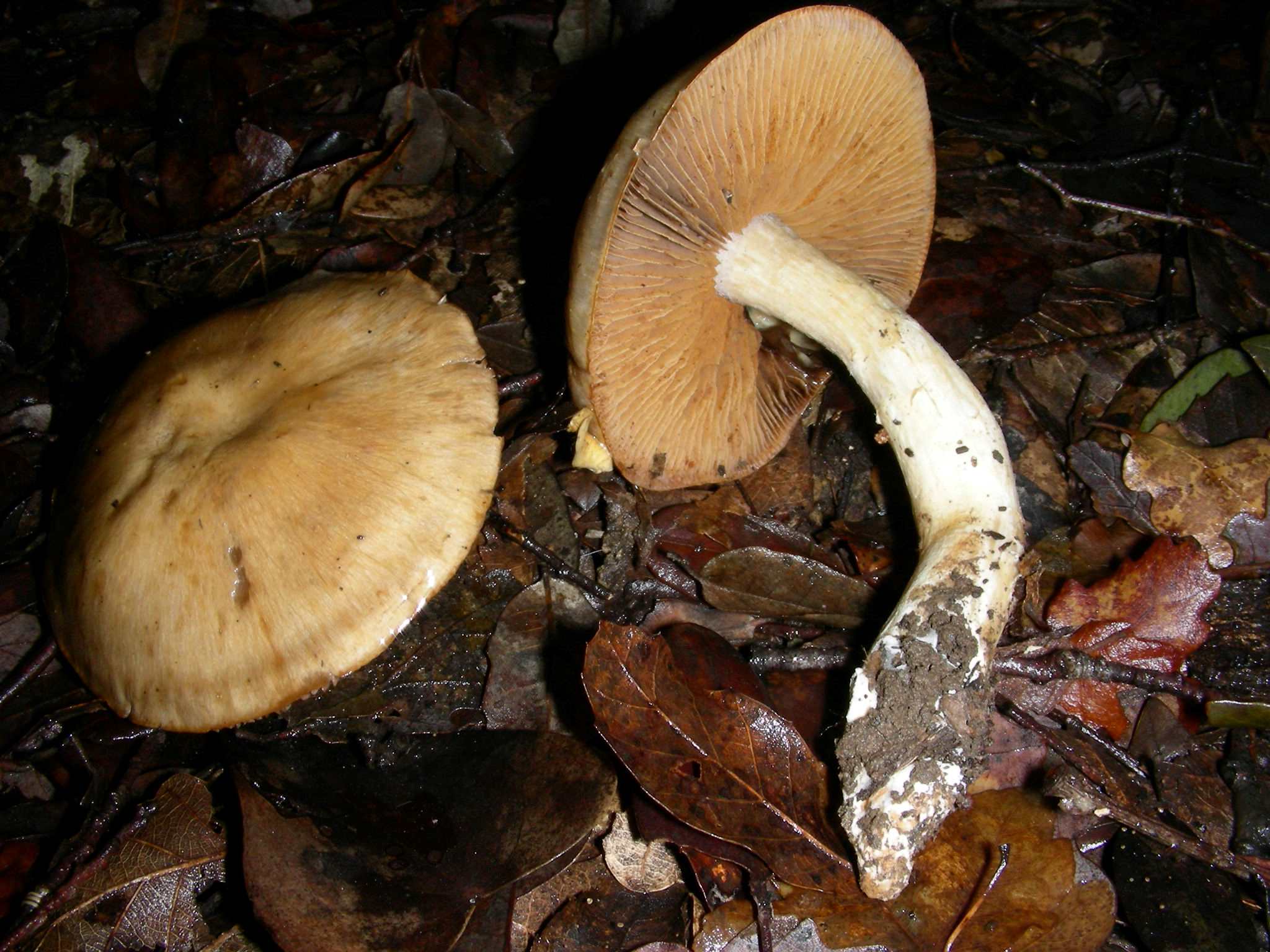 1888 Gennaio vecchio ritrovamento