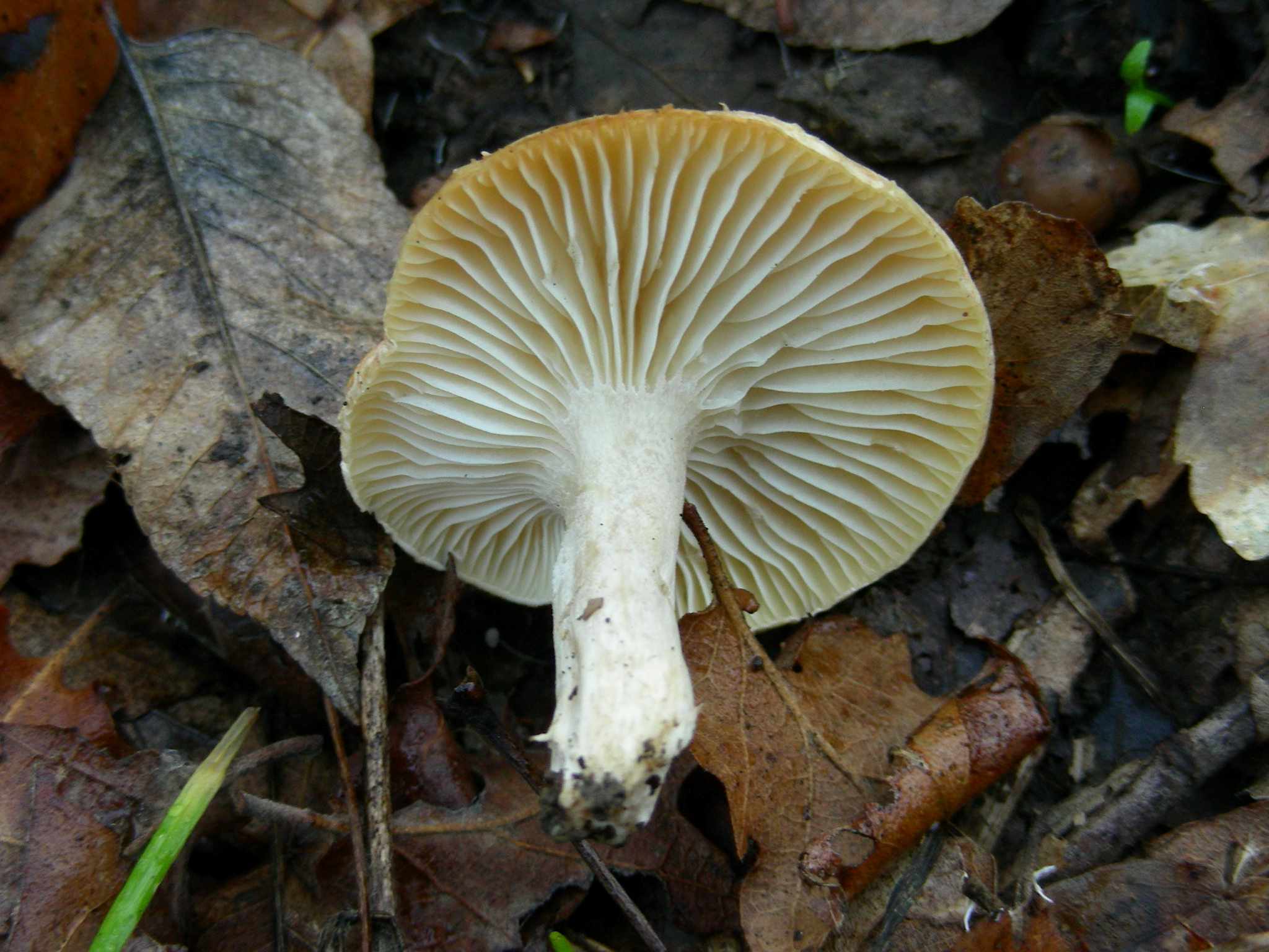 1889 Gennaio vecchio ritrovamento