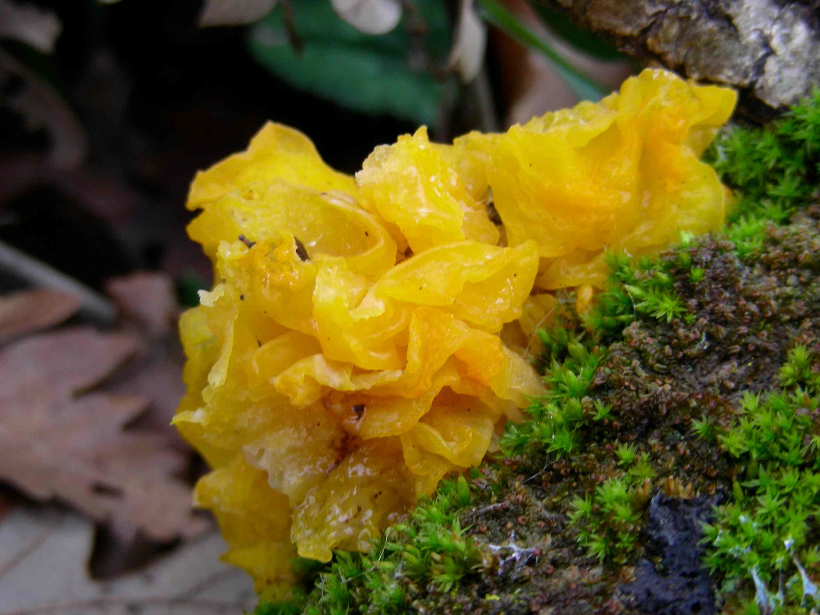 1890 Gennaio vecchio ritrovamento