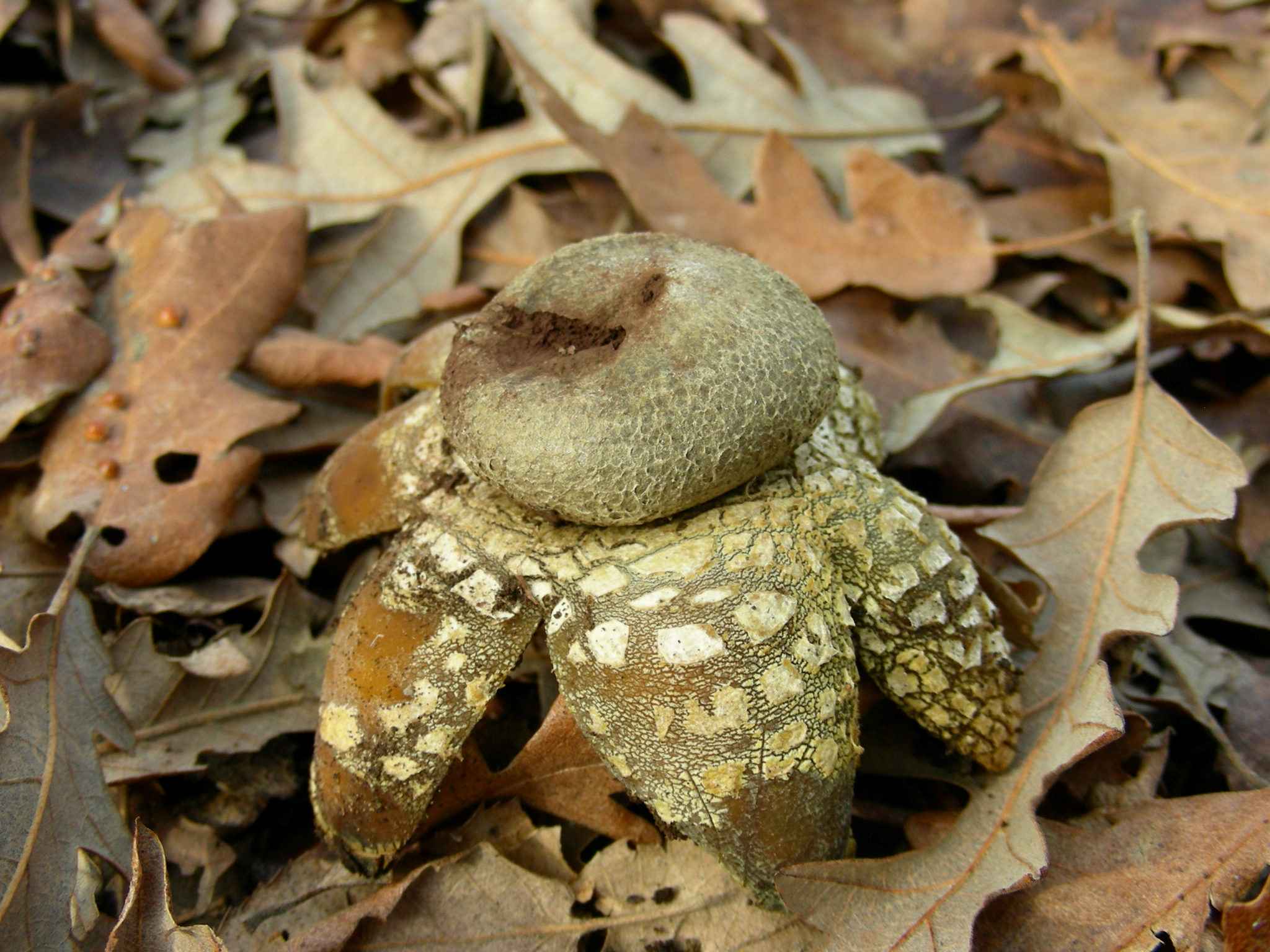 1891 Gennaio vecchio ritrovamento