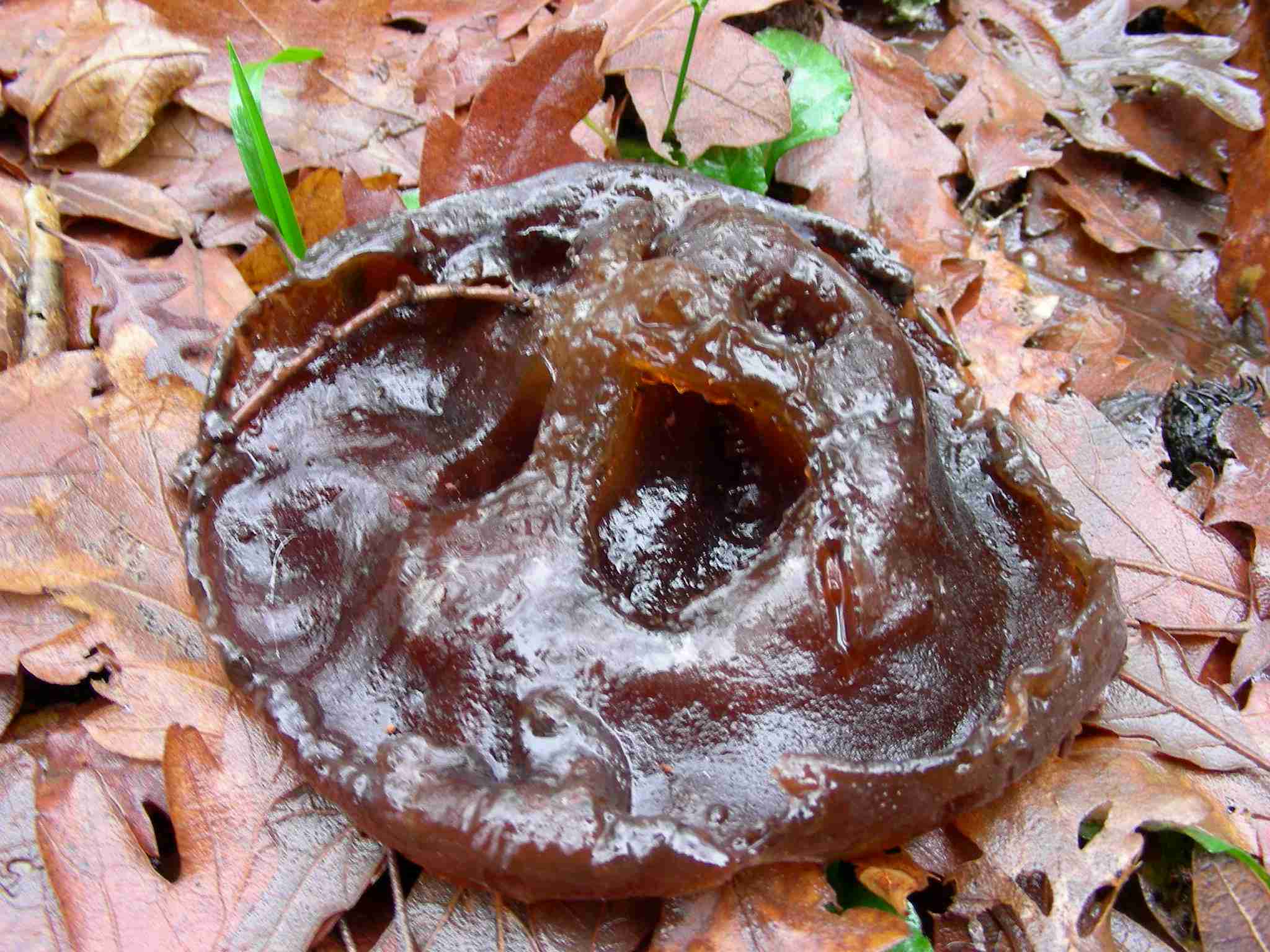 1892 Gennaio vecchio ritrovamento