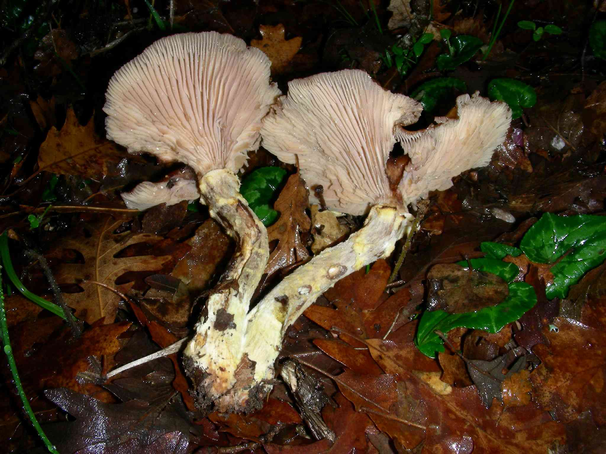 1893 Gennaio vecchio ritrovamento